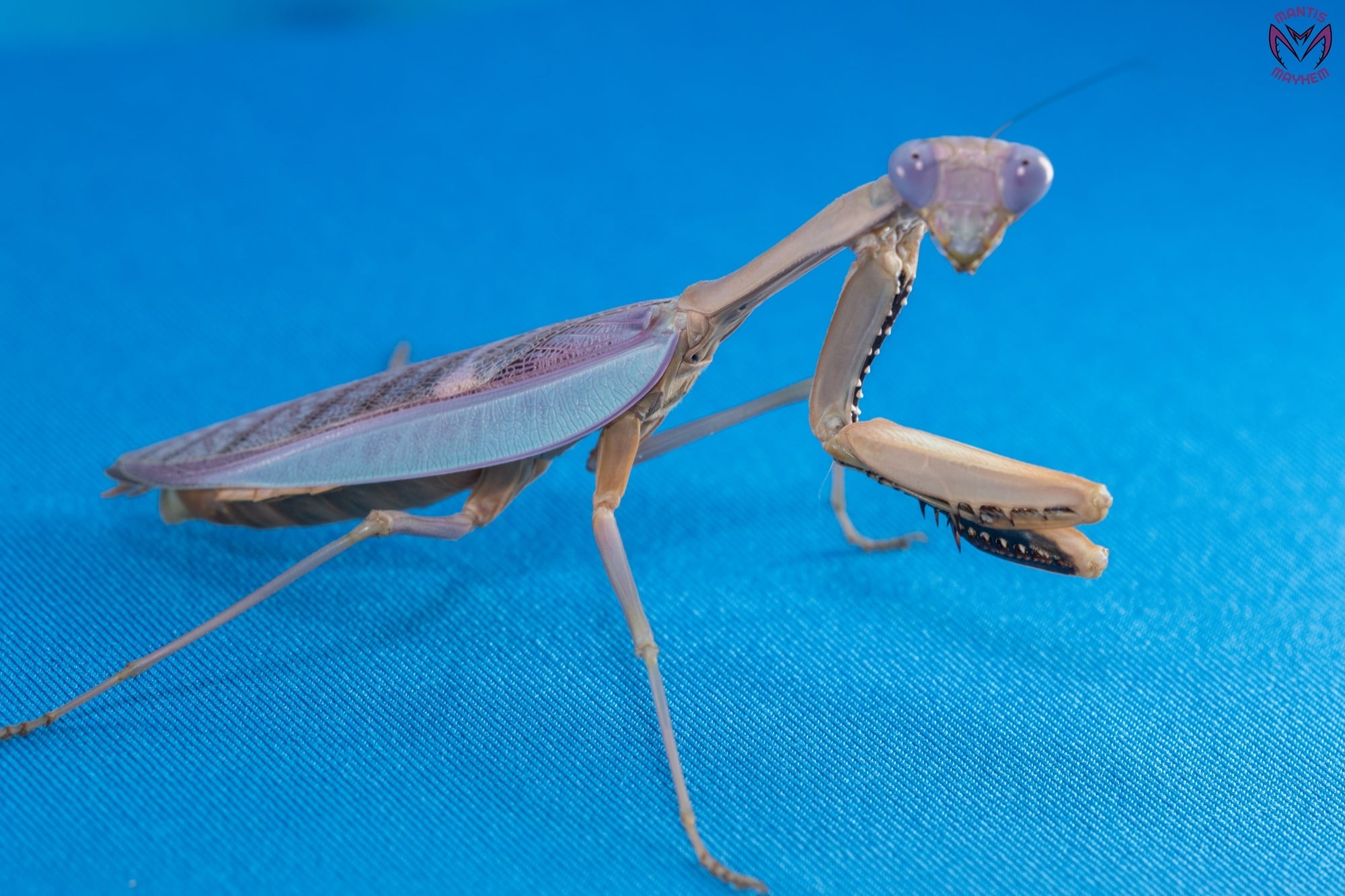 Hierodula pulchripes - Giant Sulawesi Mantis