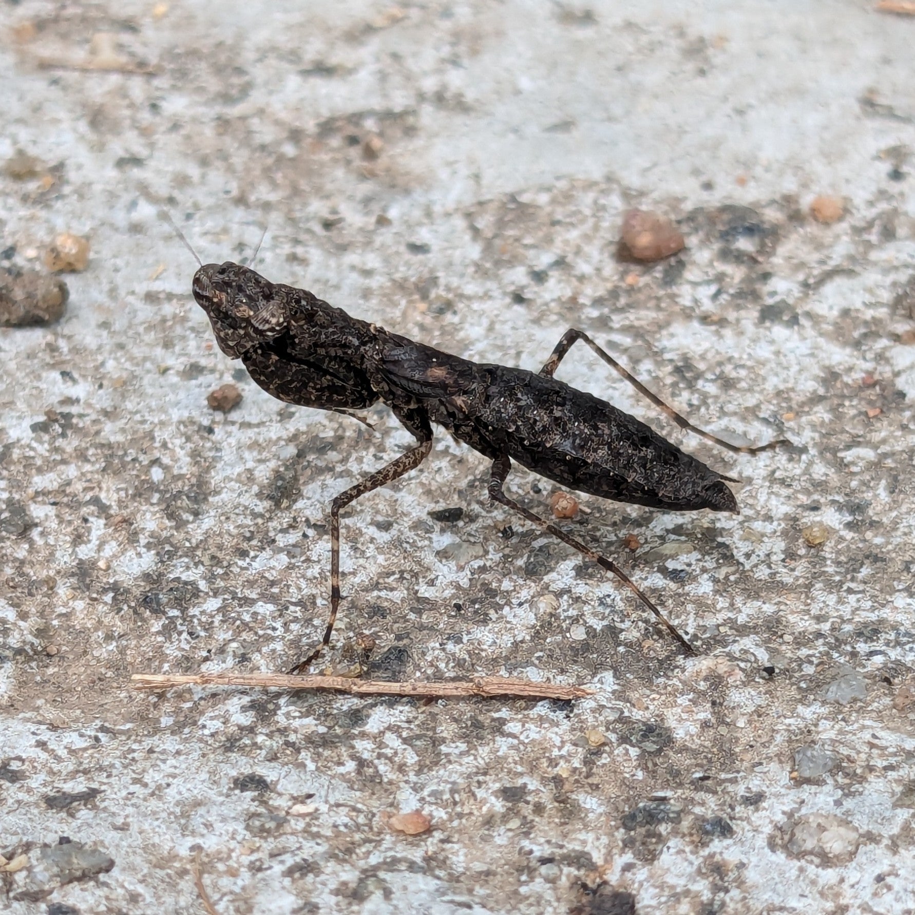 Gonypeta punctata - Asian bark mantis