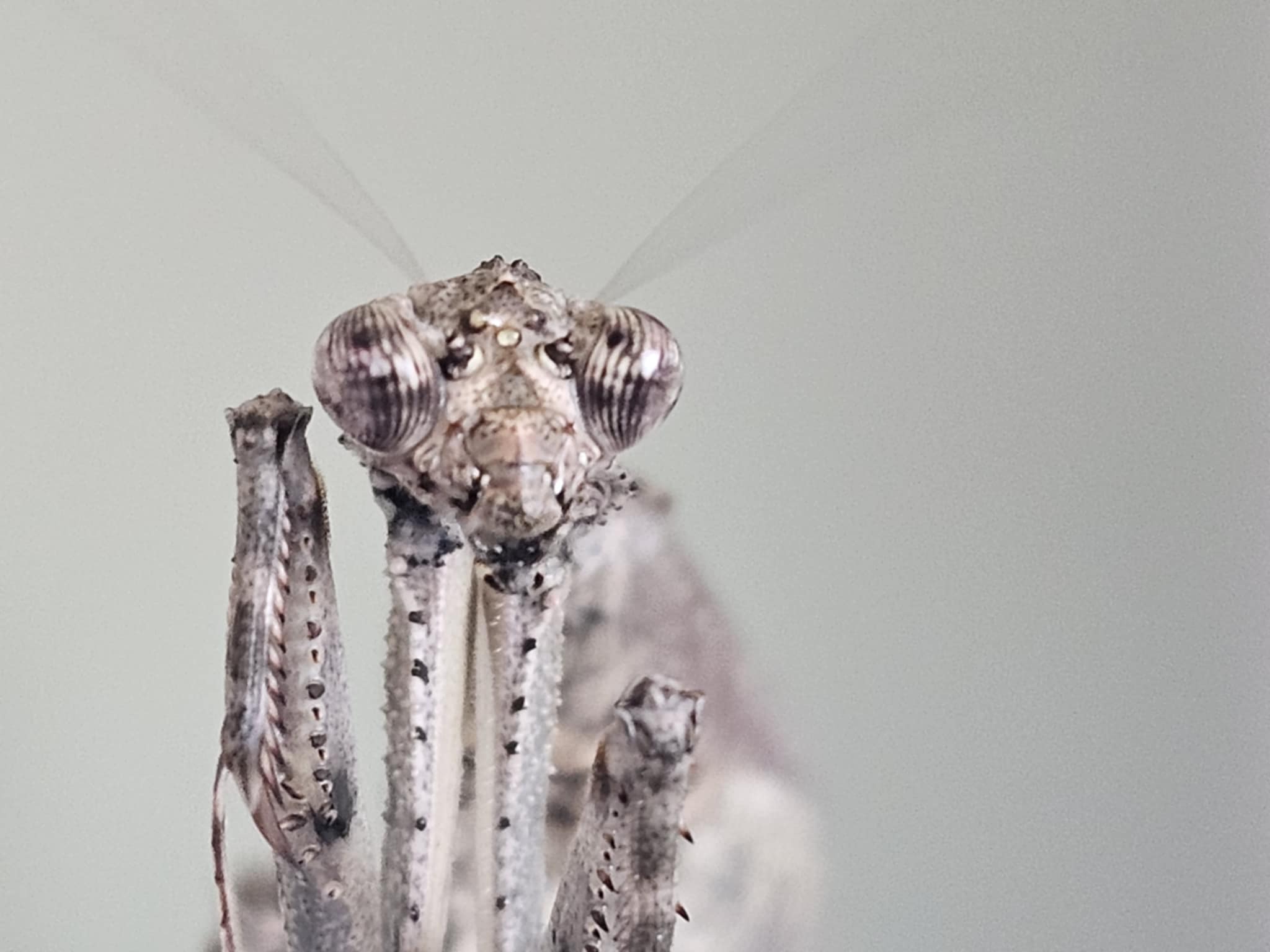 Ambivia popa - Asian twig mantis