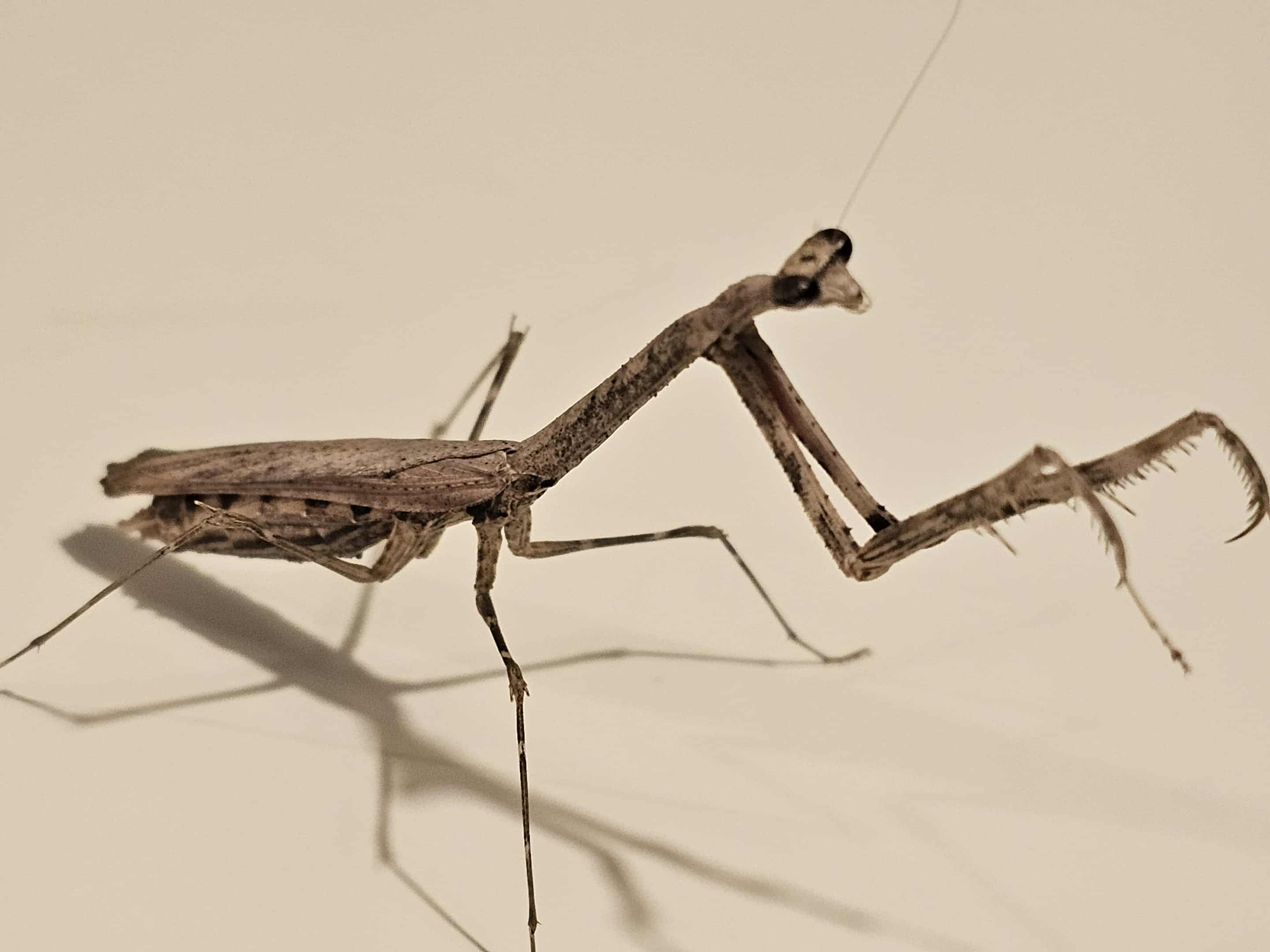 Mythomantis cofusa - Java'n Stick Mantis
