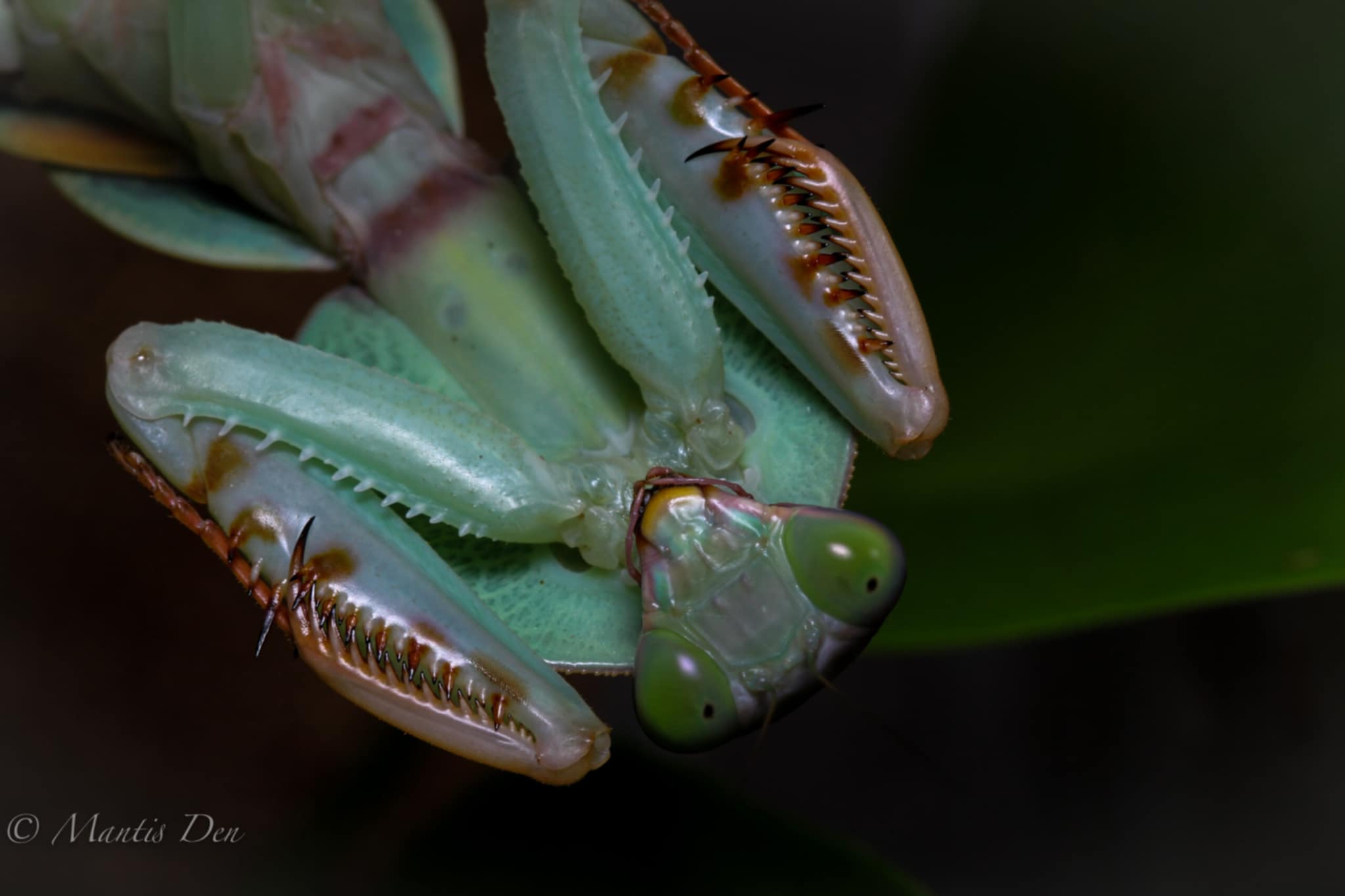 Rhombodera latipronotum - Round shield mantis