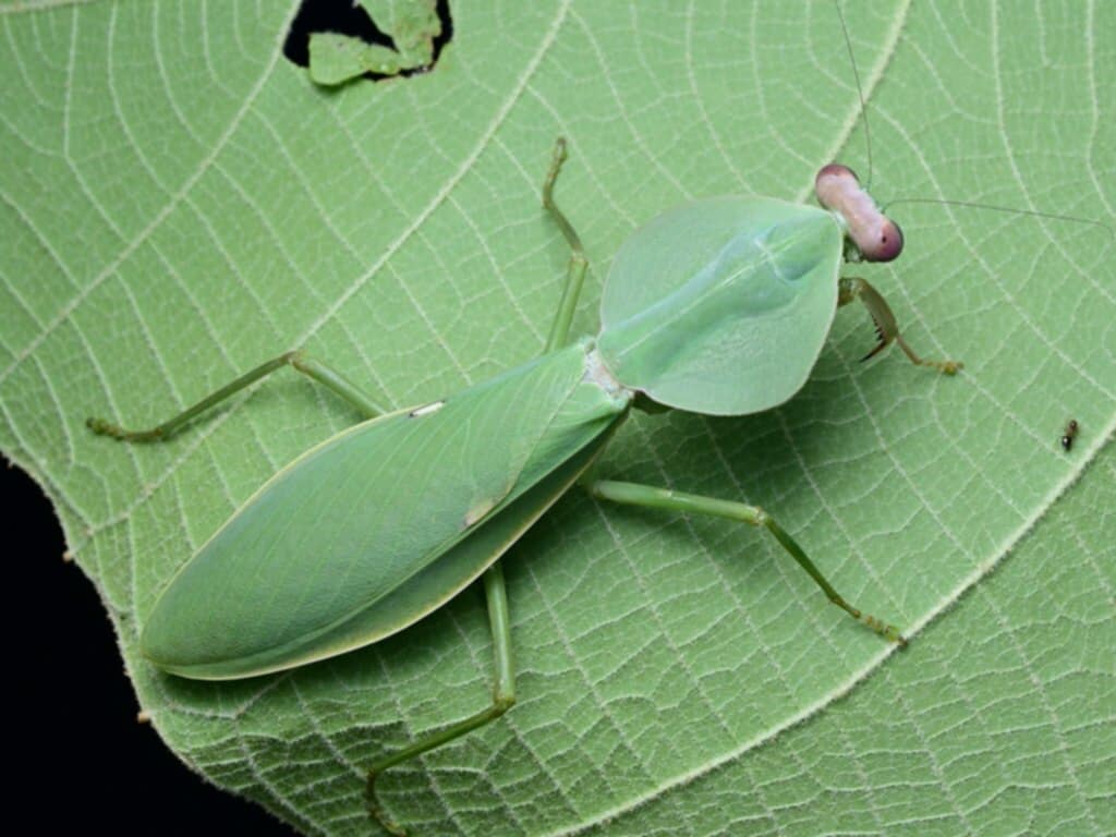 Rhombodera latipronotum - Round shield mantis