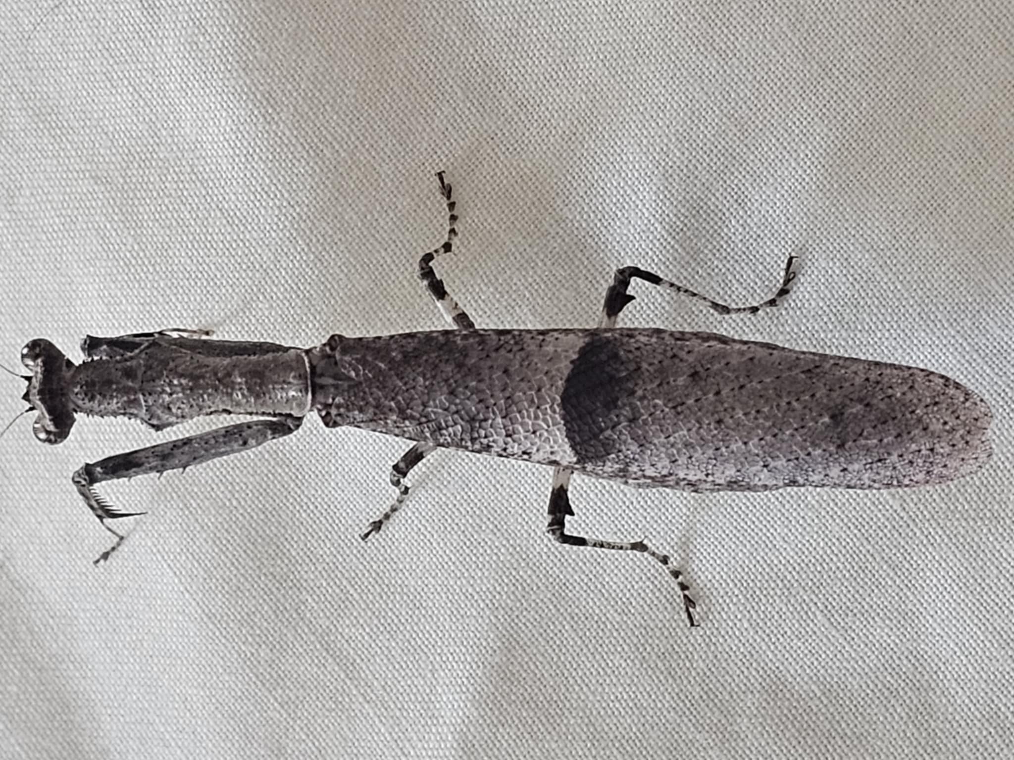 Ambivia popa - Asian twig mantis