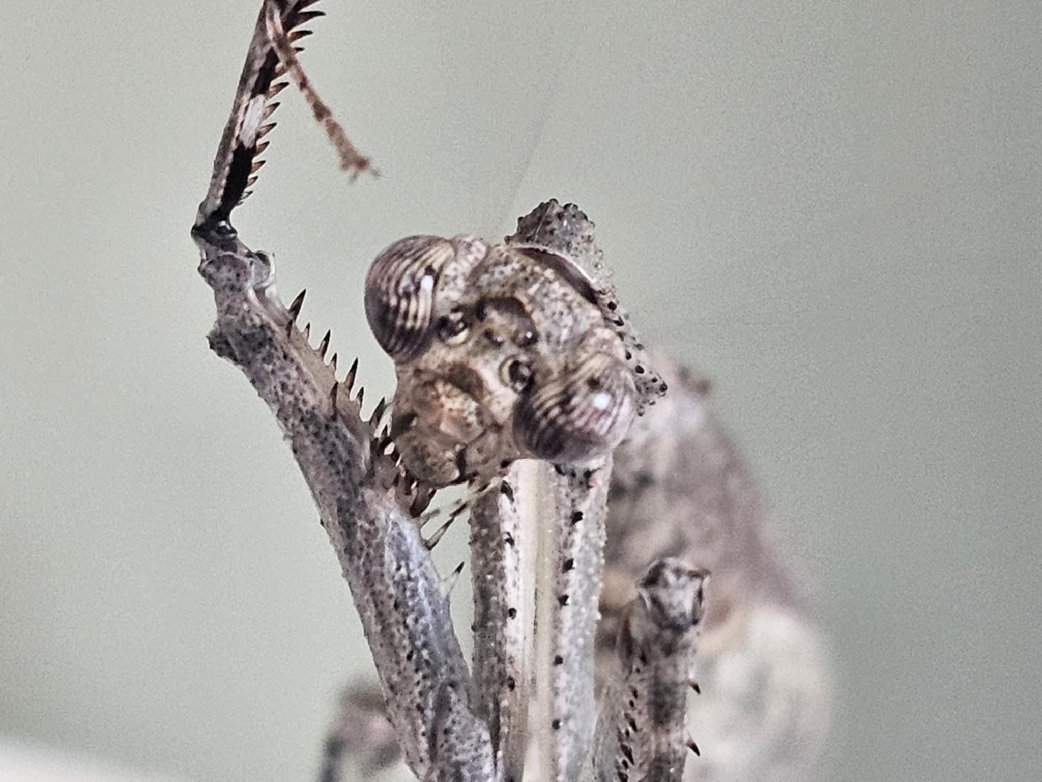 Ambivia popa - Asian twig mantis