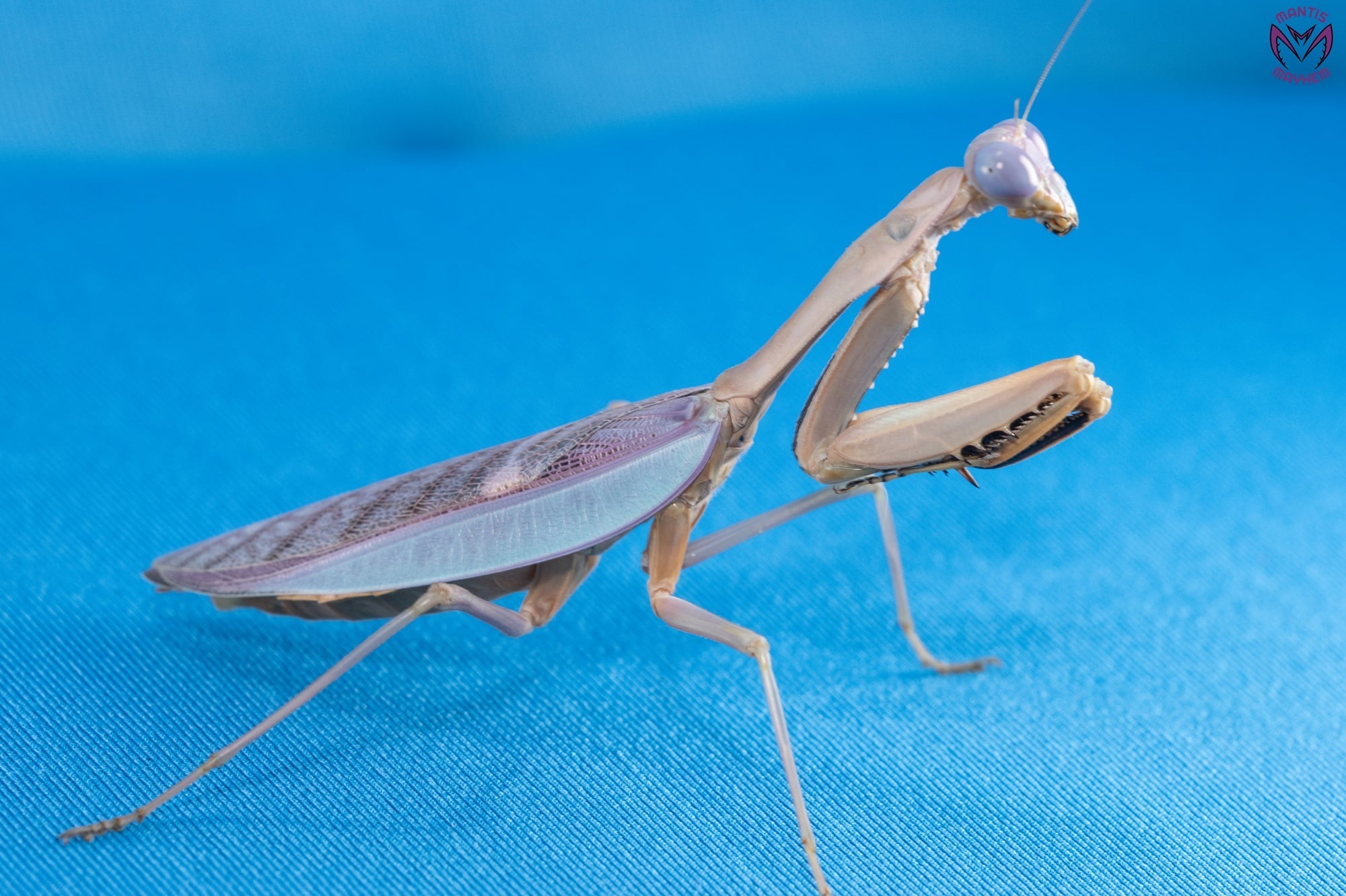 Hierodula pulchripes - Giant Sulawesi Mantis