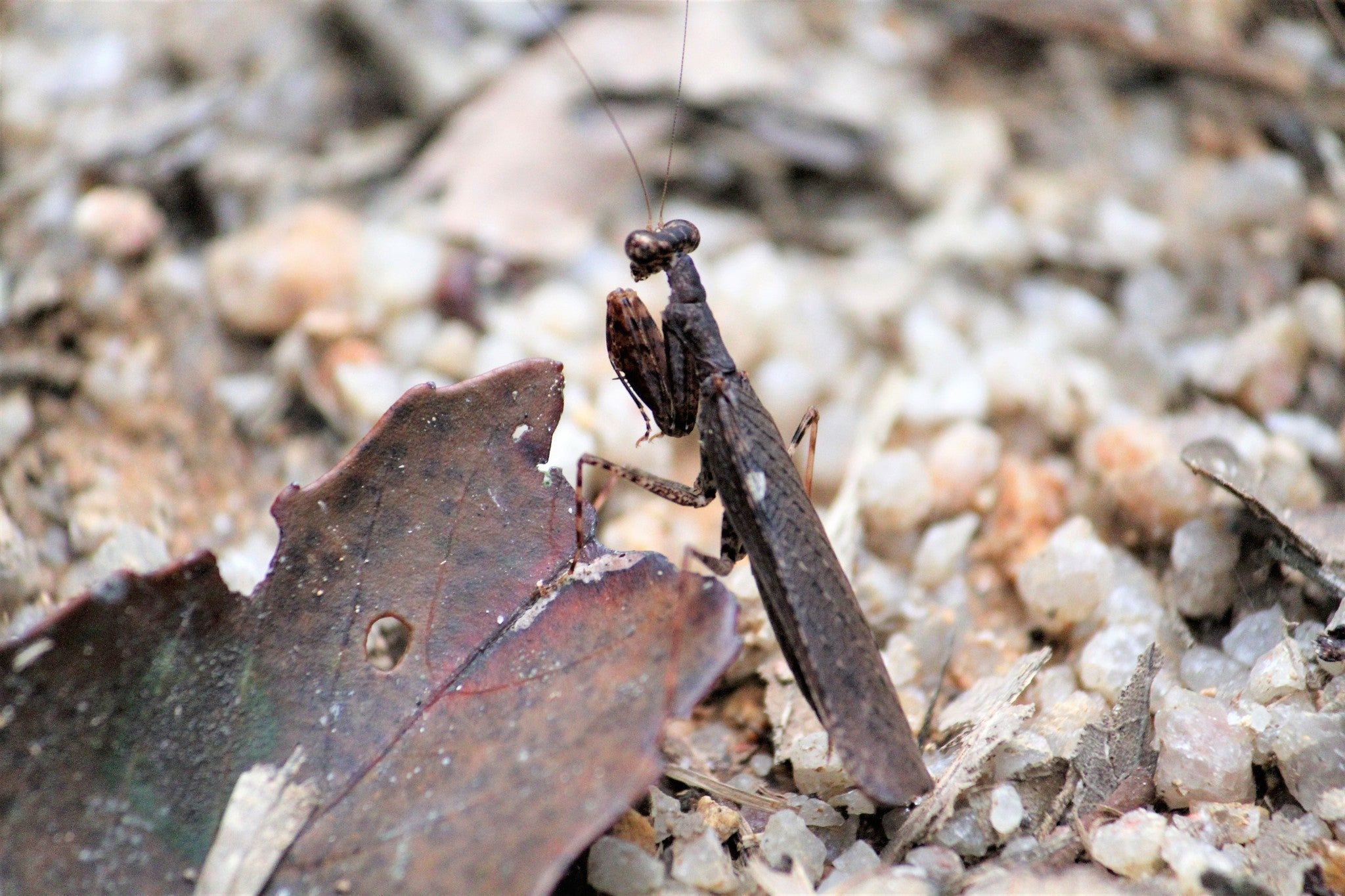 Gonypeta punctata - Asian bark mantis