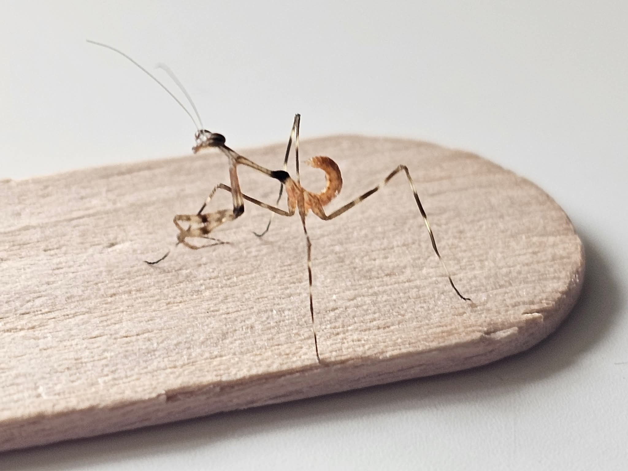 Mythomantis cofusa - Java'n Stick Mantis