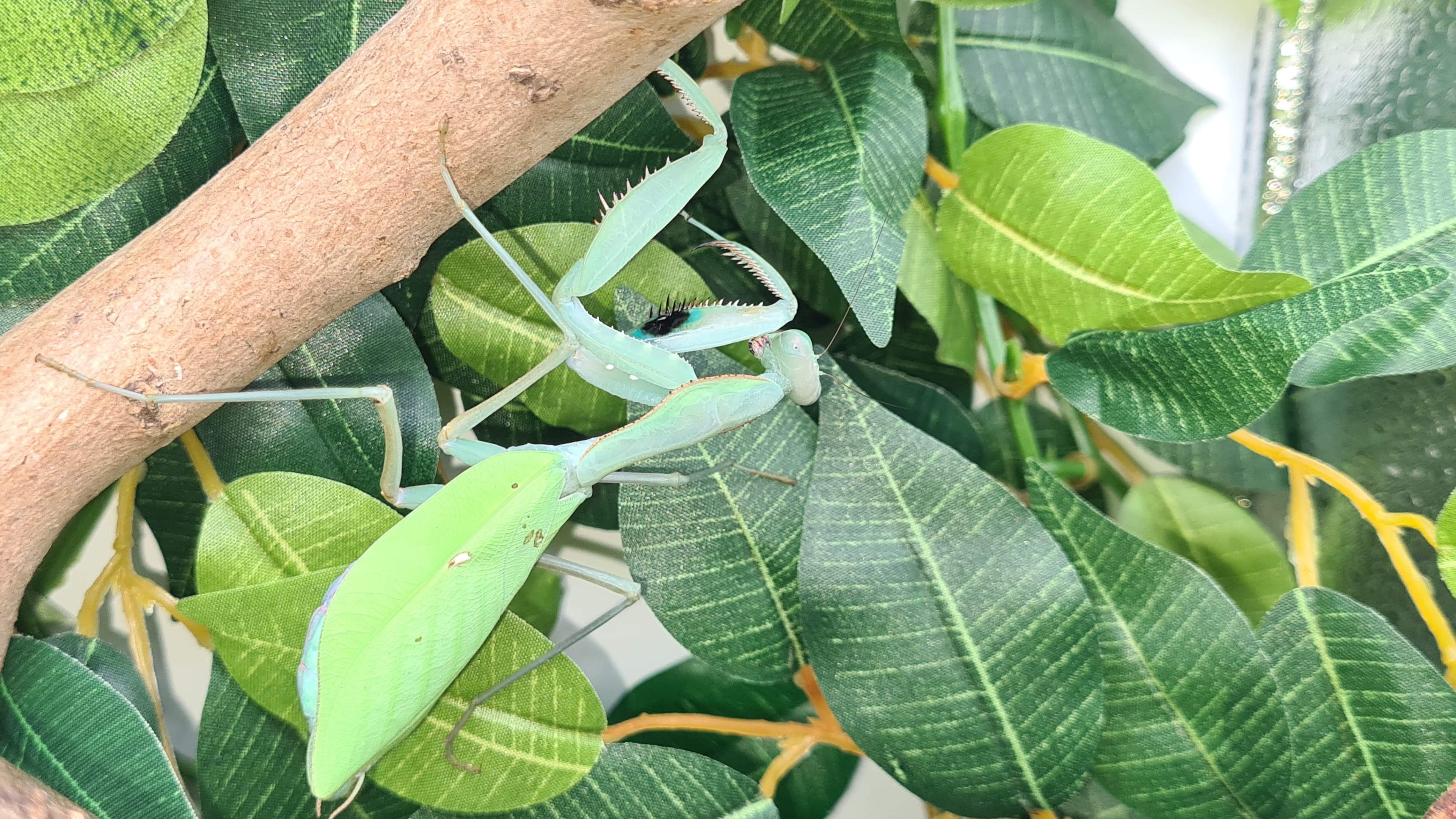 Sphodromantis aurea - Congo Green mantis
