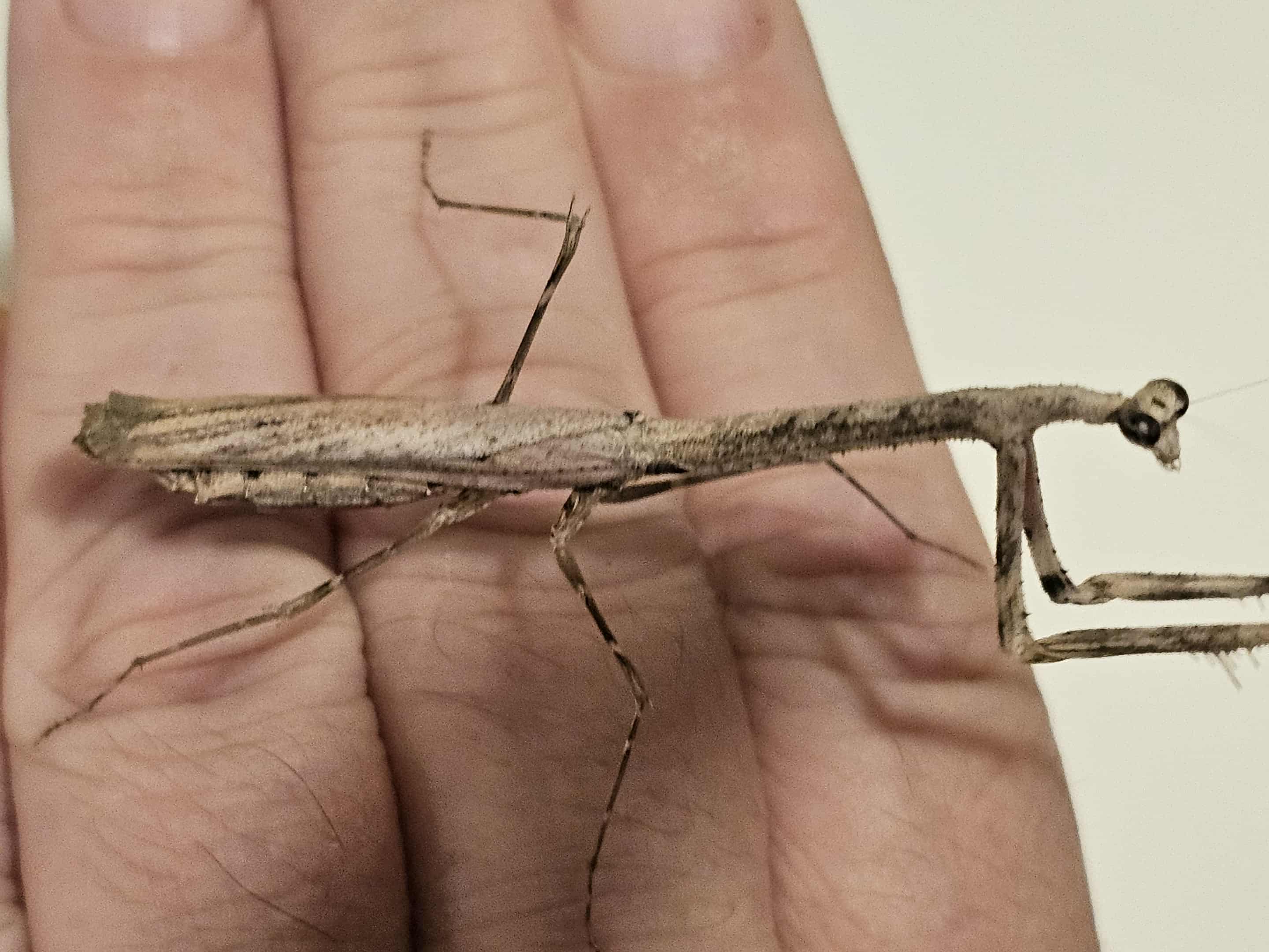 Mythomantis cofusa - Java'n Stick Mantis