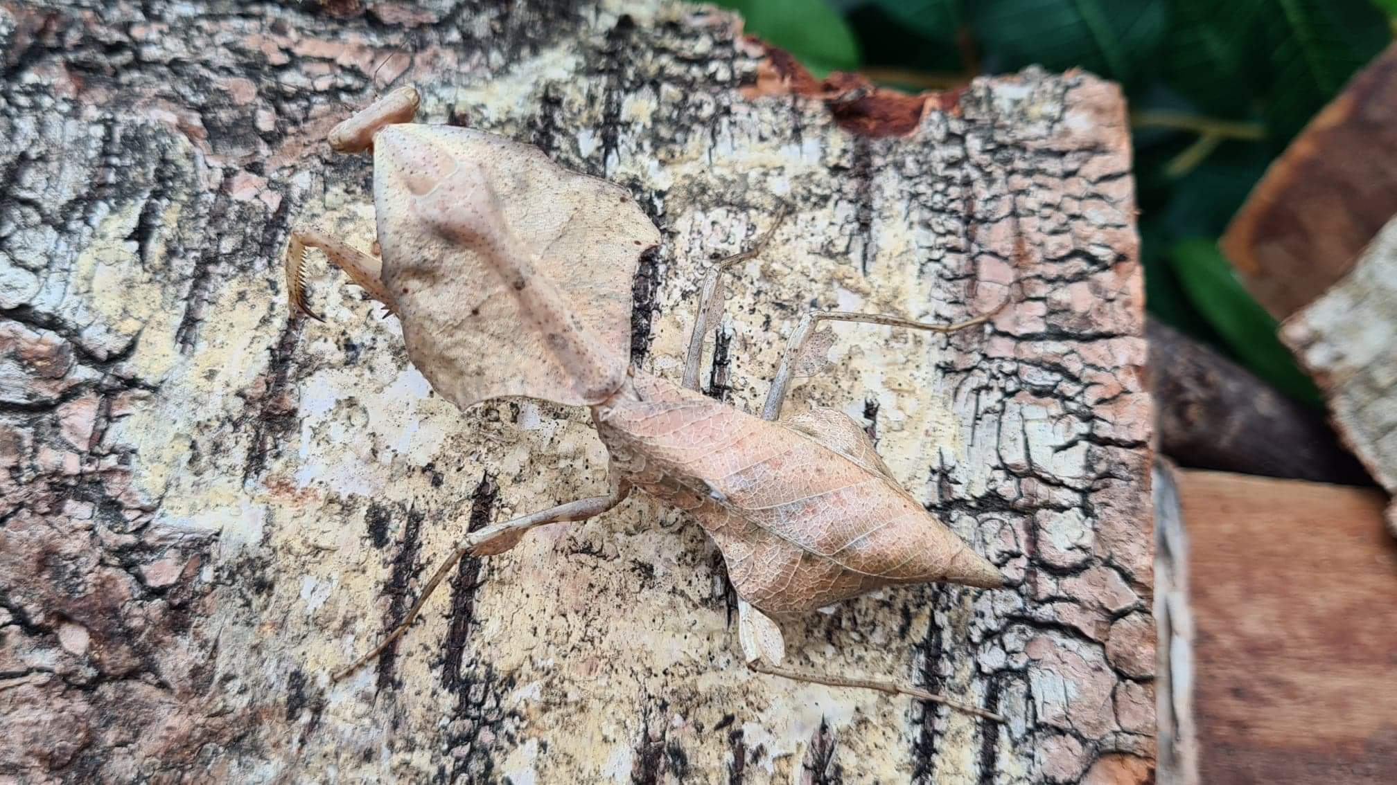 Deroplatys lobata - Dead leaf mantis