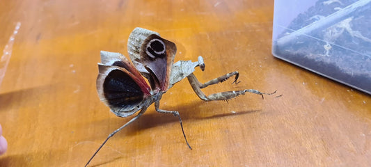 Deroplatys desiccata - Giant dead leaf mantis