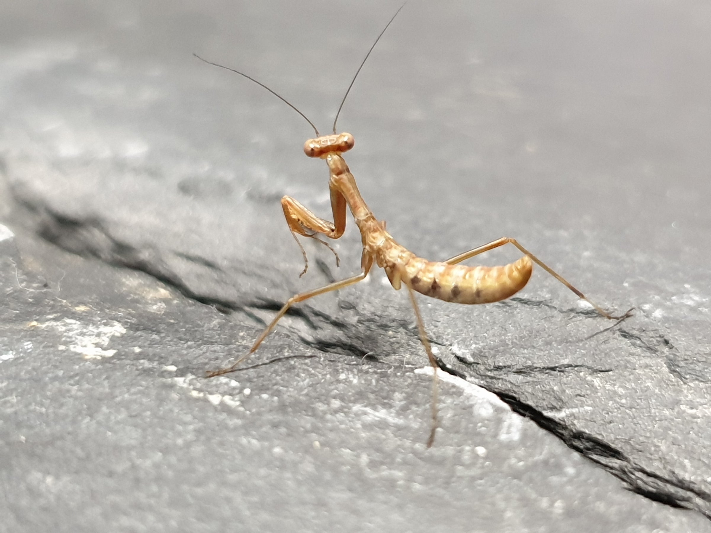 Hierodula majuscula - Giant Rainforest Mantis