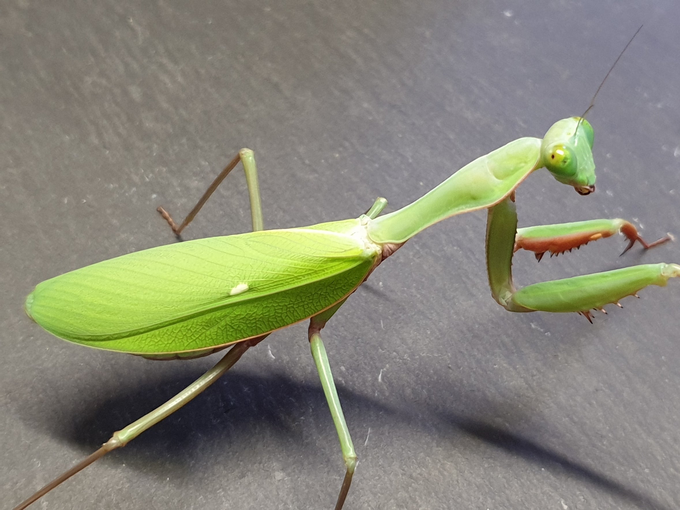 Hierodula majuscula - Giant Rainforest Mantis