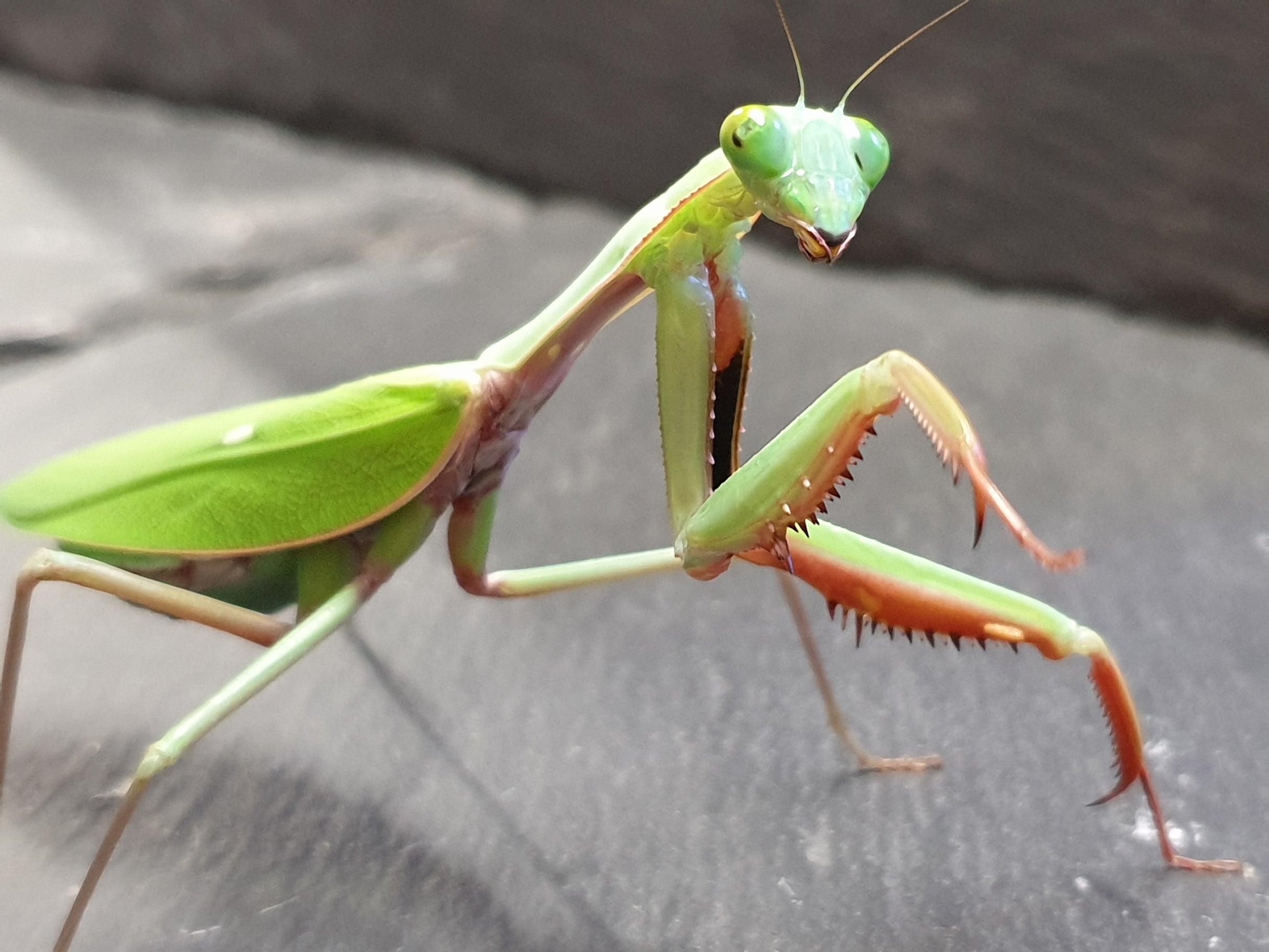 Hierodula majuscula - Giant Rainforest Mantis