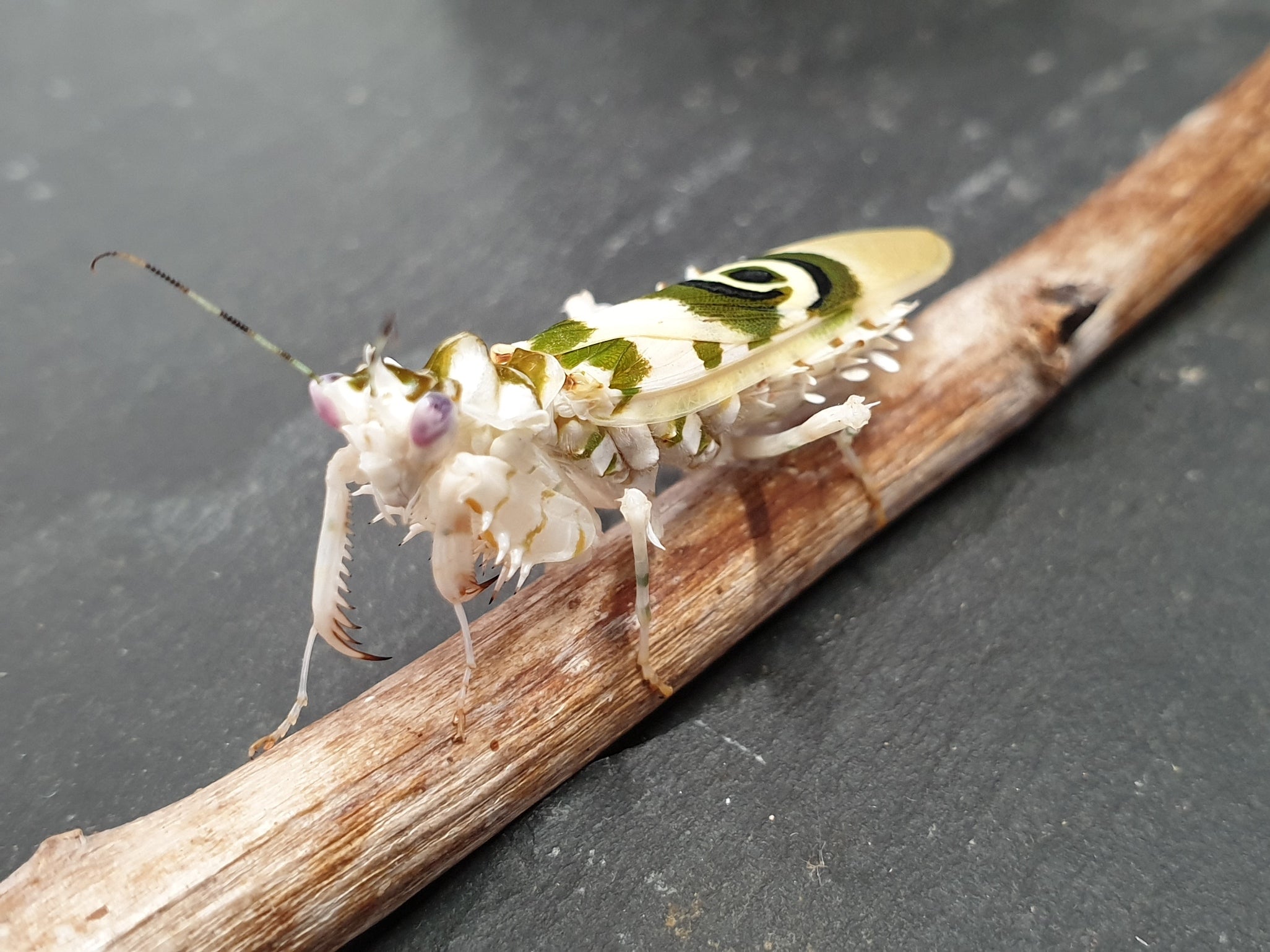 Pseudocreobotra wahlbergii - Spiny Flower Mantis