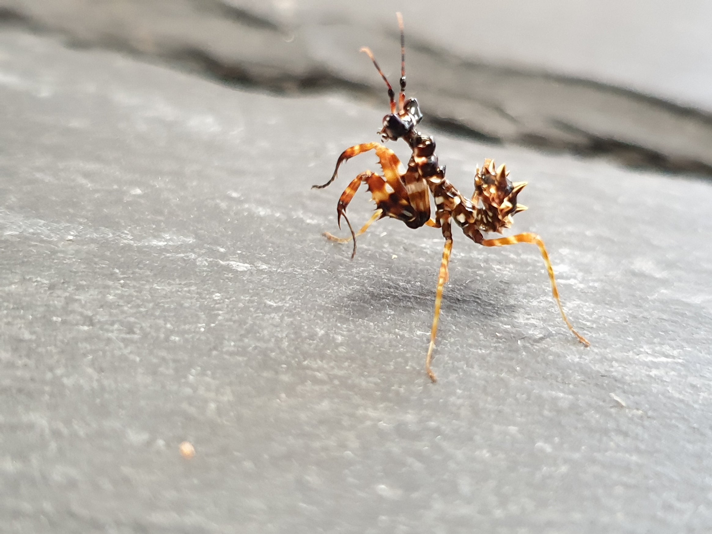 Pseudocreobotra wahlbergii - Spiny Flower Mantis
