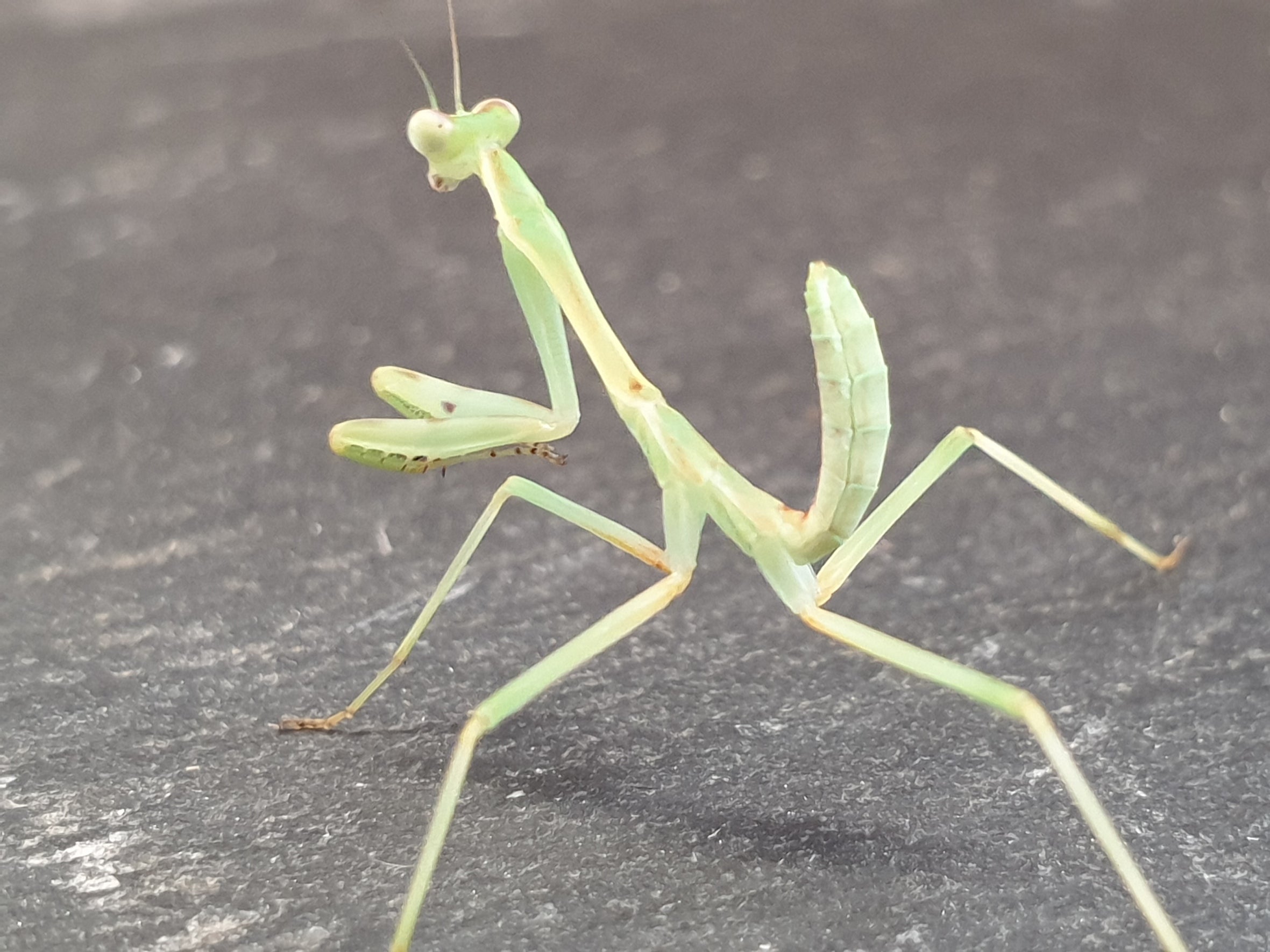 Omomantis zebrata - Zebra Mantis