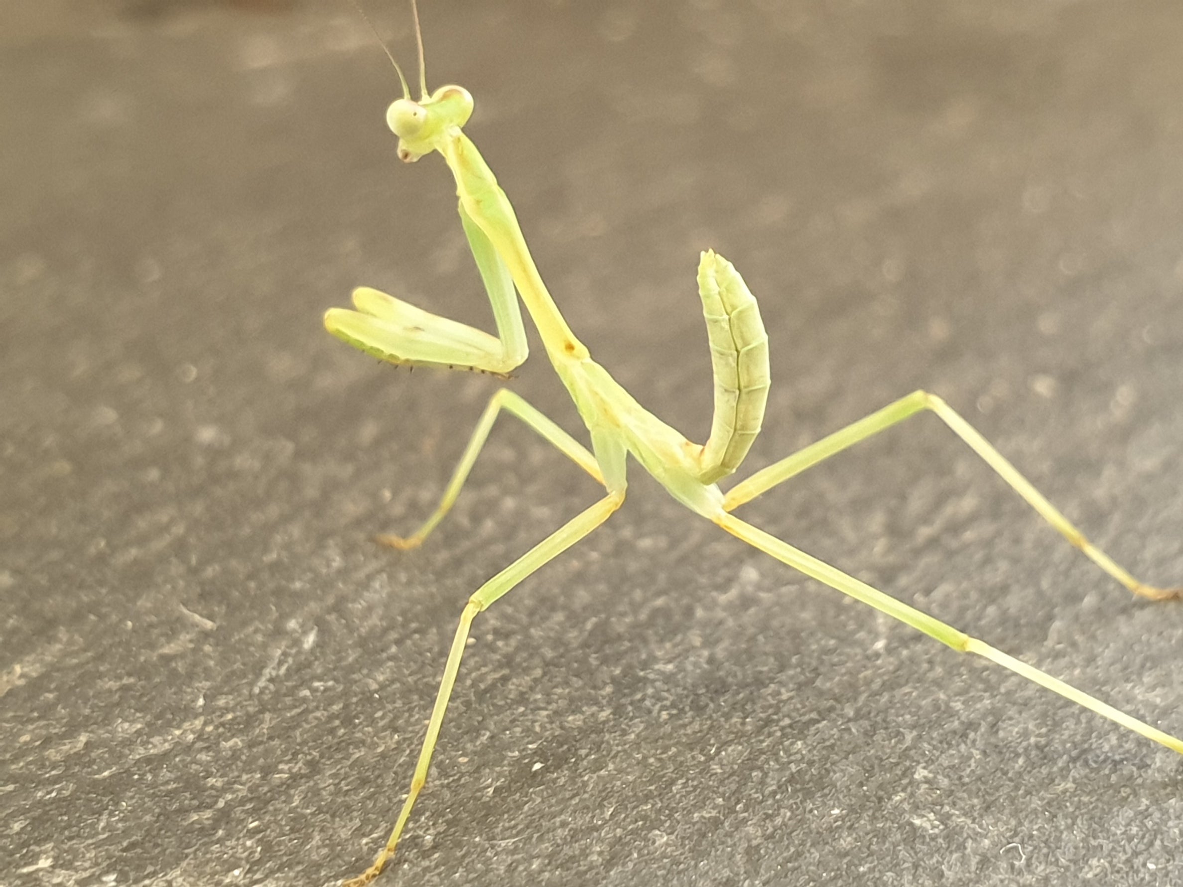 Omomantis zebrata - Zebra Mantis