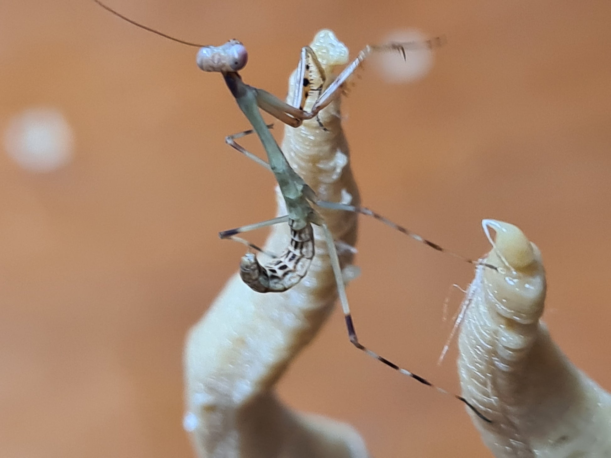 Camelomantis - Asian Leaf mantis