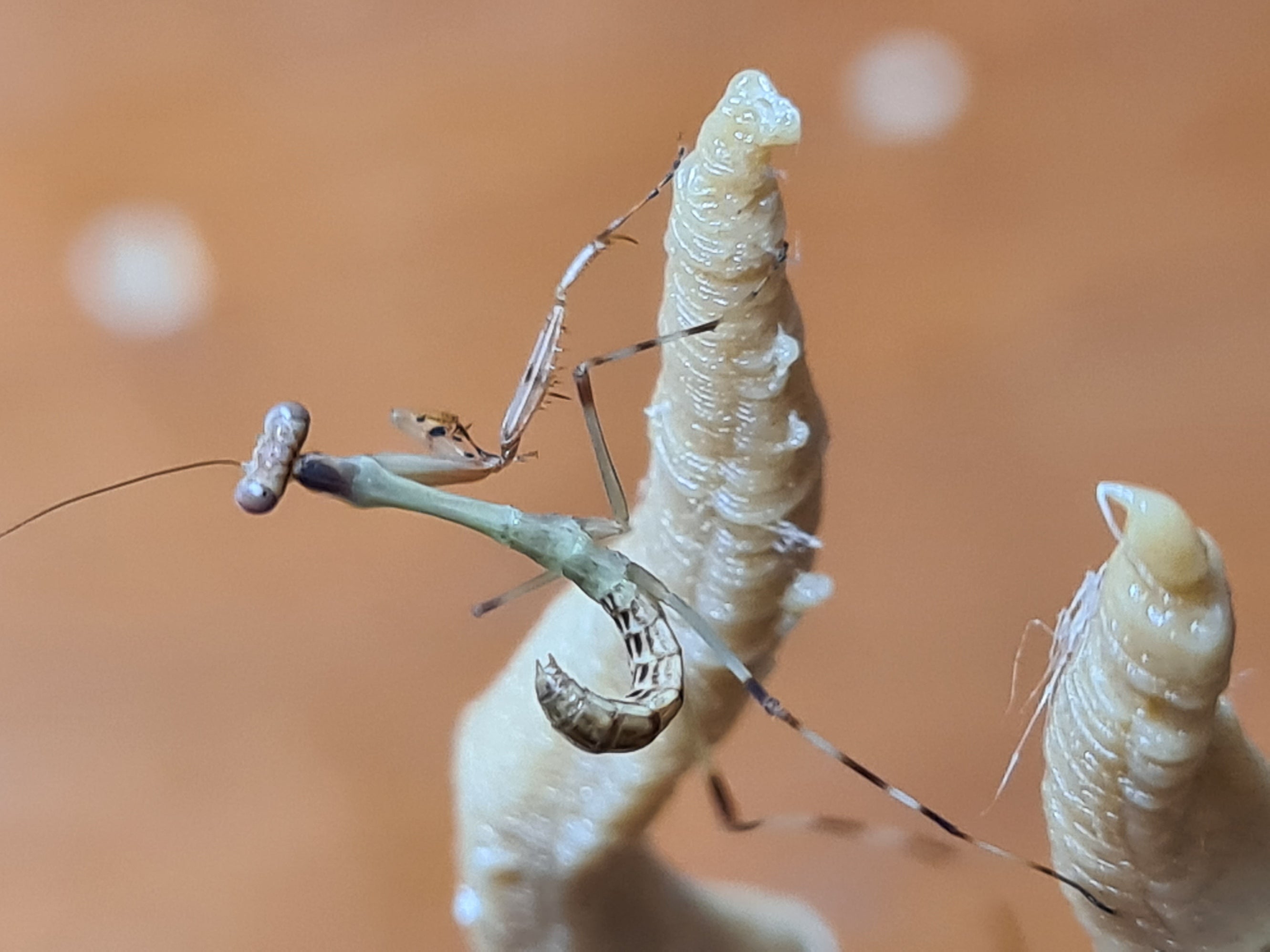 Camelomantis - Asian Leaf mantis