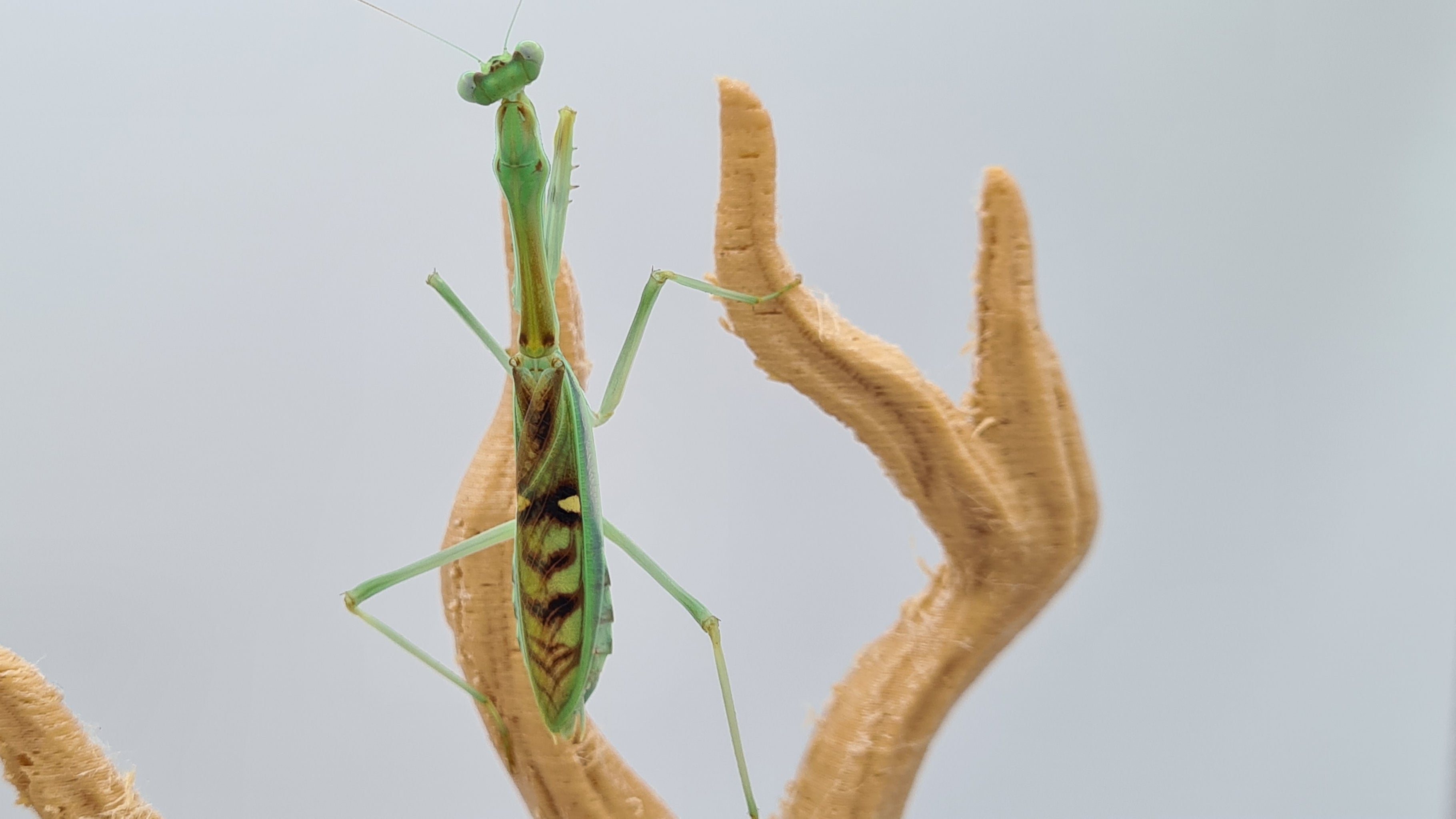 Omomantis zebrata - Zebra Mantis