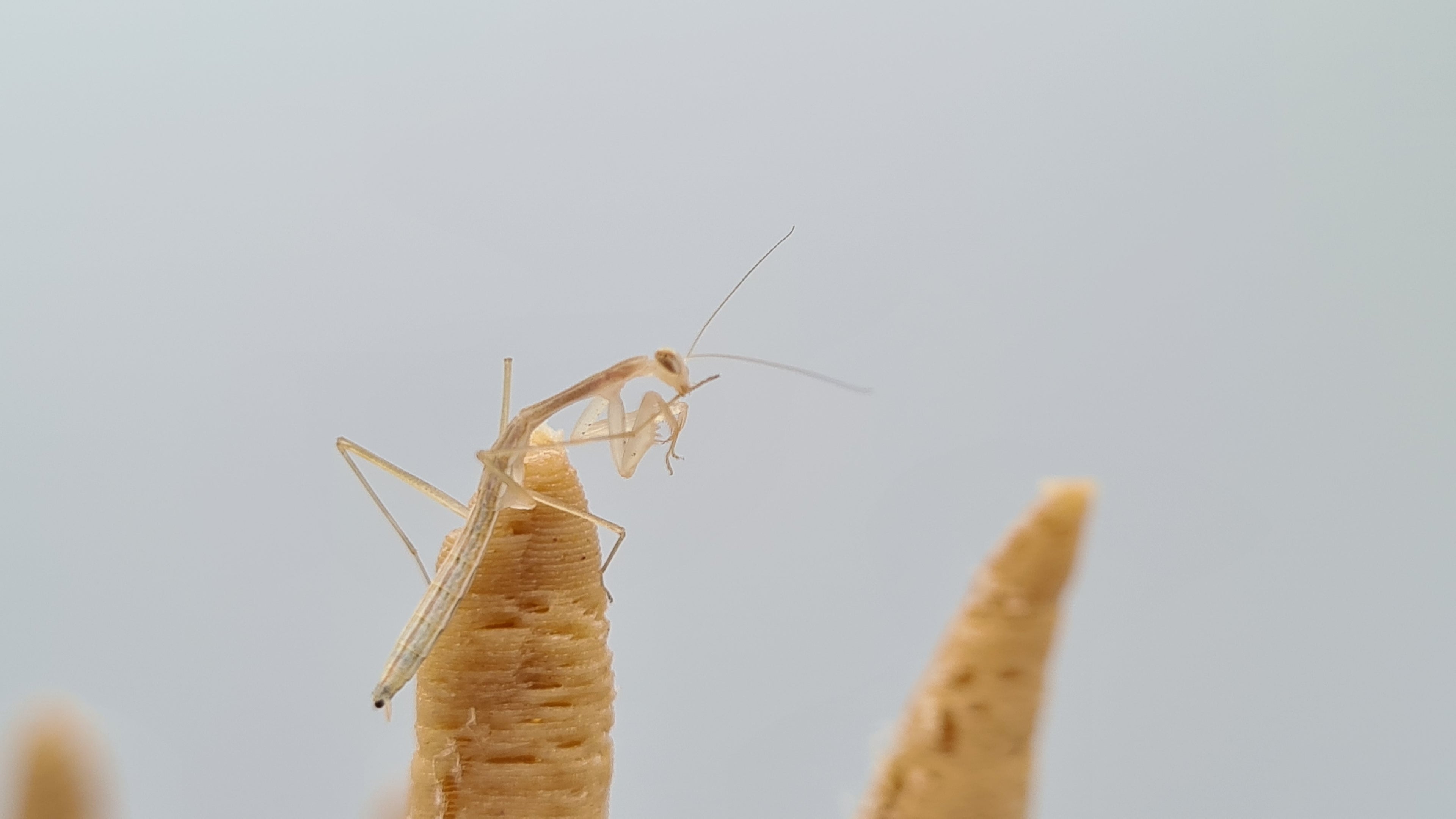 Miomantis paykullii - Egyptian dwarf mantis
