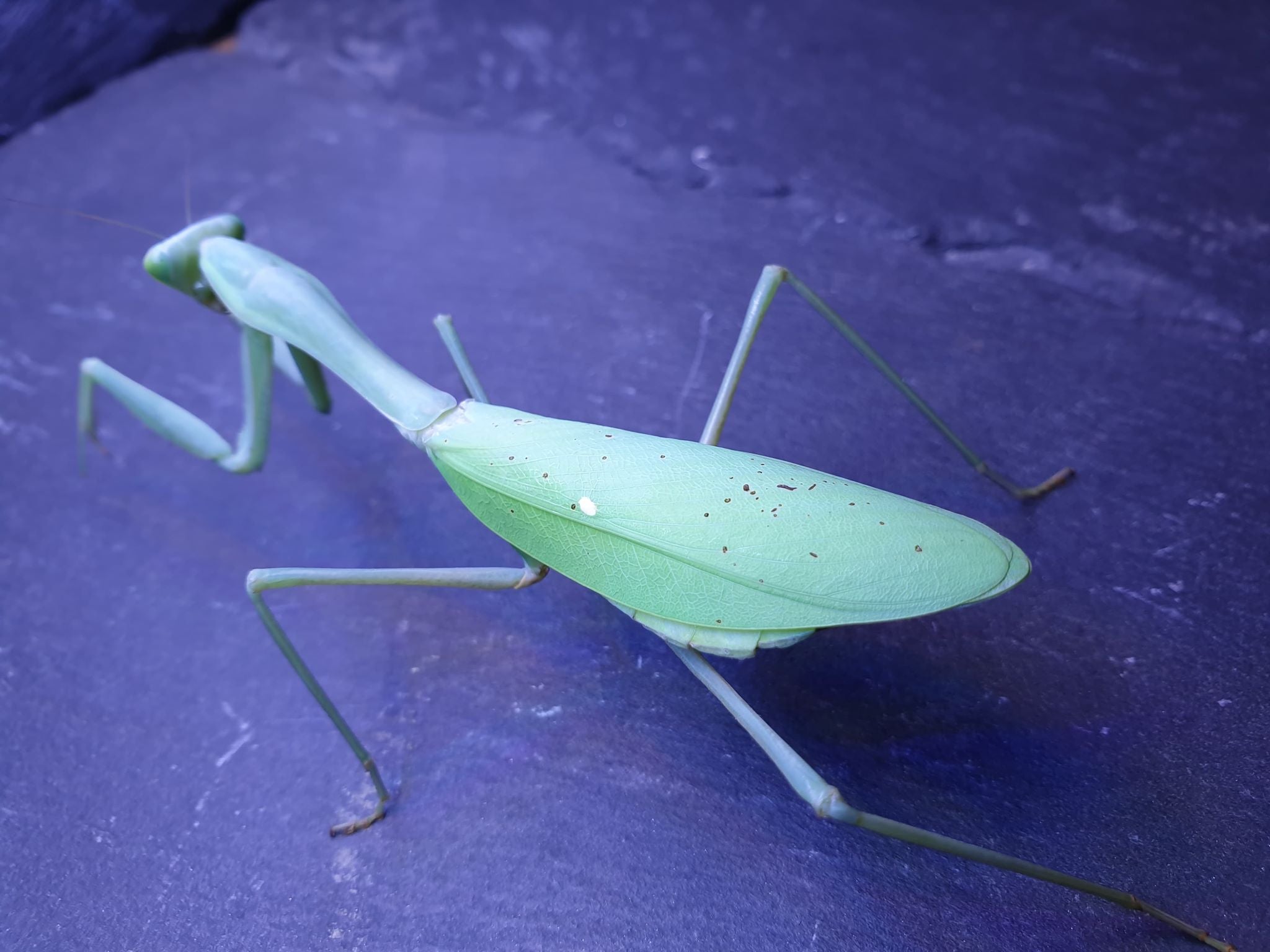 Hierodula membranacea - Giant Asian