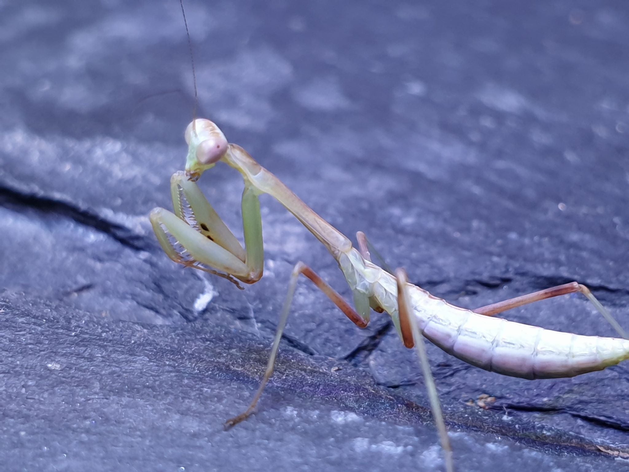 Hierodula membranacea - Giant Asian