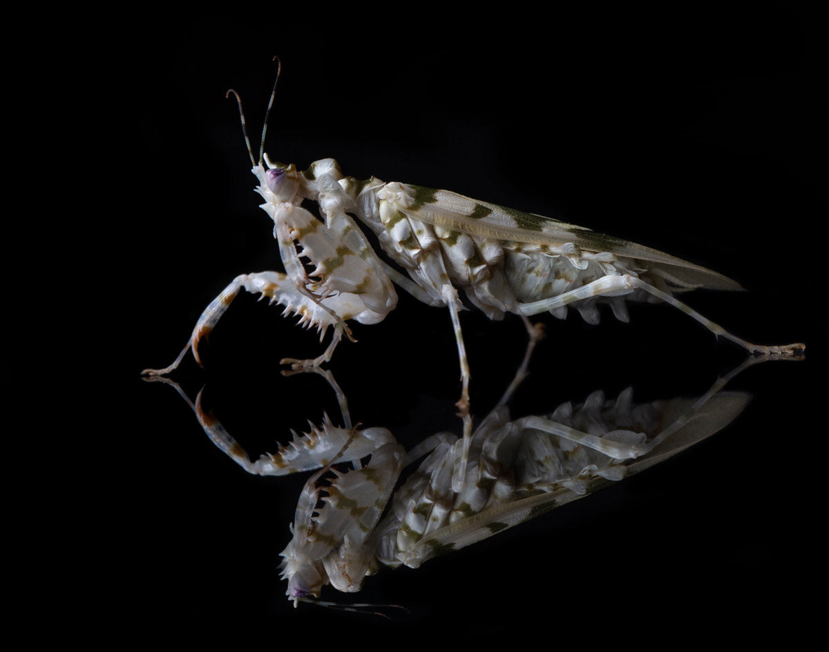 Pseudocreobotra wahlbergii - Spiny Flower Mantis