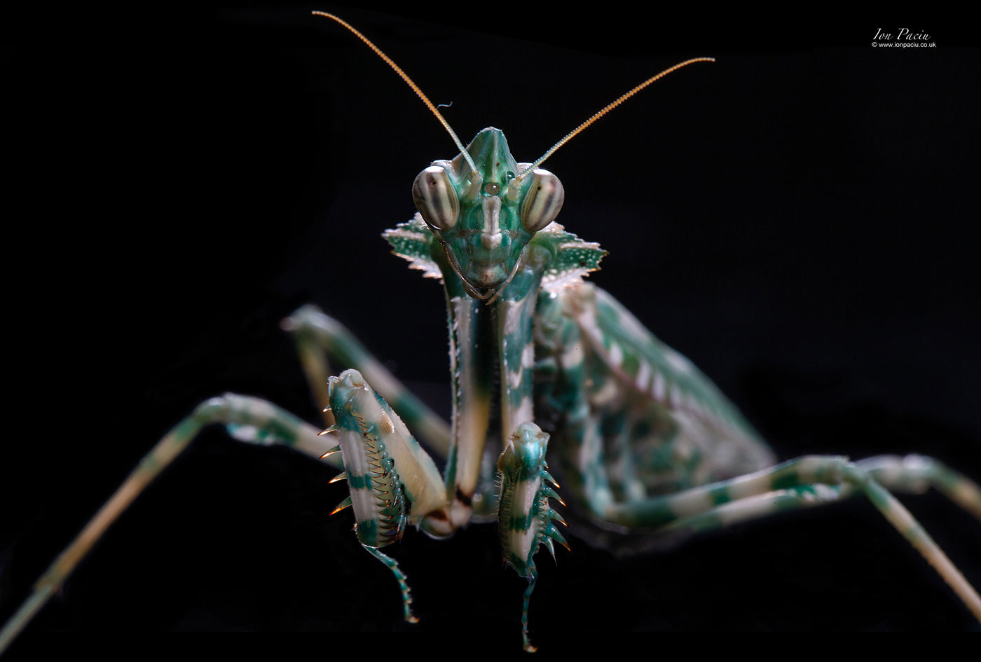 Blepharopsis mendica - Thistle mantis