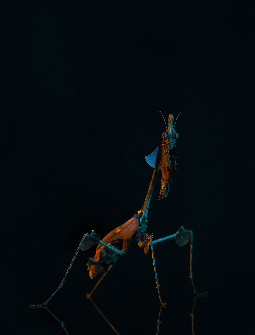 Gongylus gongylodes - wandering violin mantis