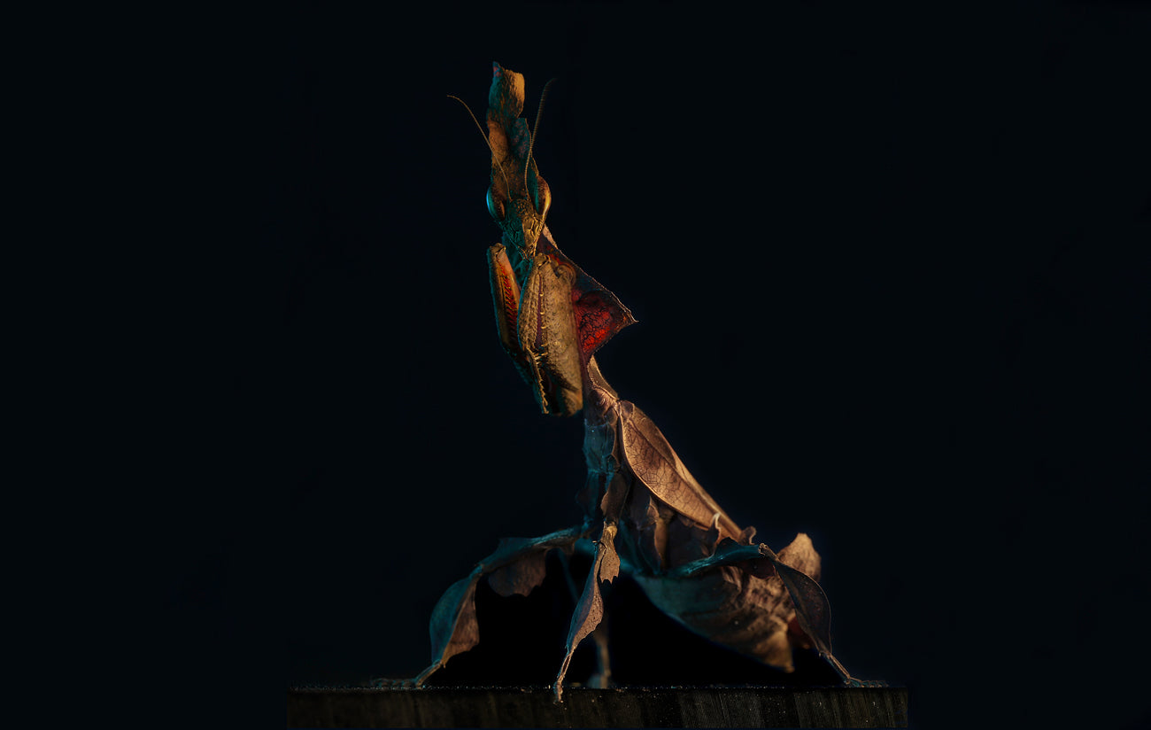 Phyllocrania paradoxa - Ghost mantis