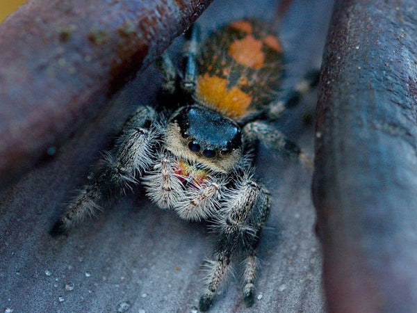 Phidippus regius
Rastafari blue mountain