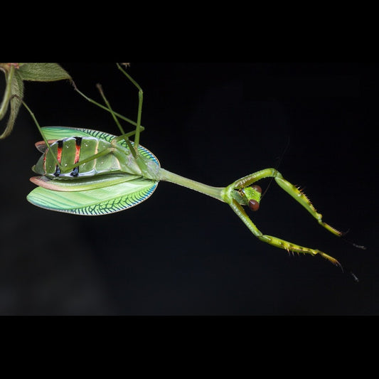 Camelomantis - Asian Leaf mantis