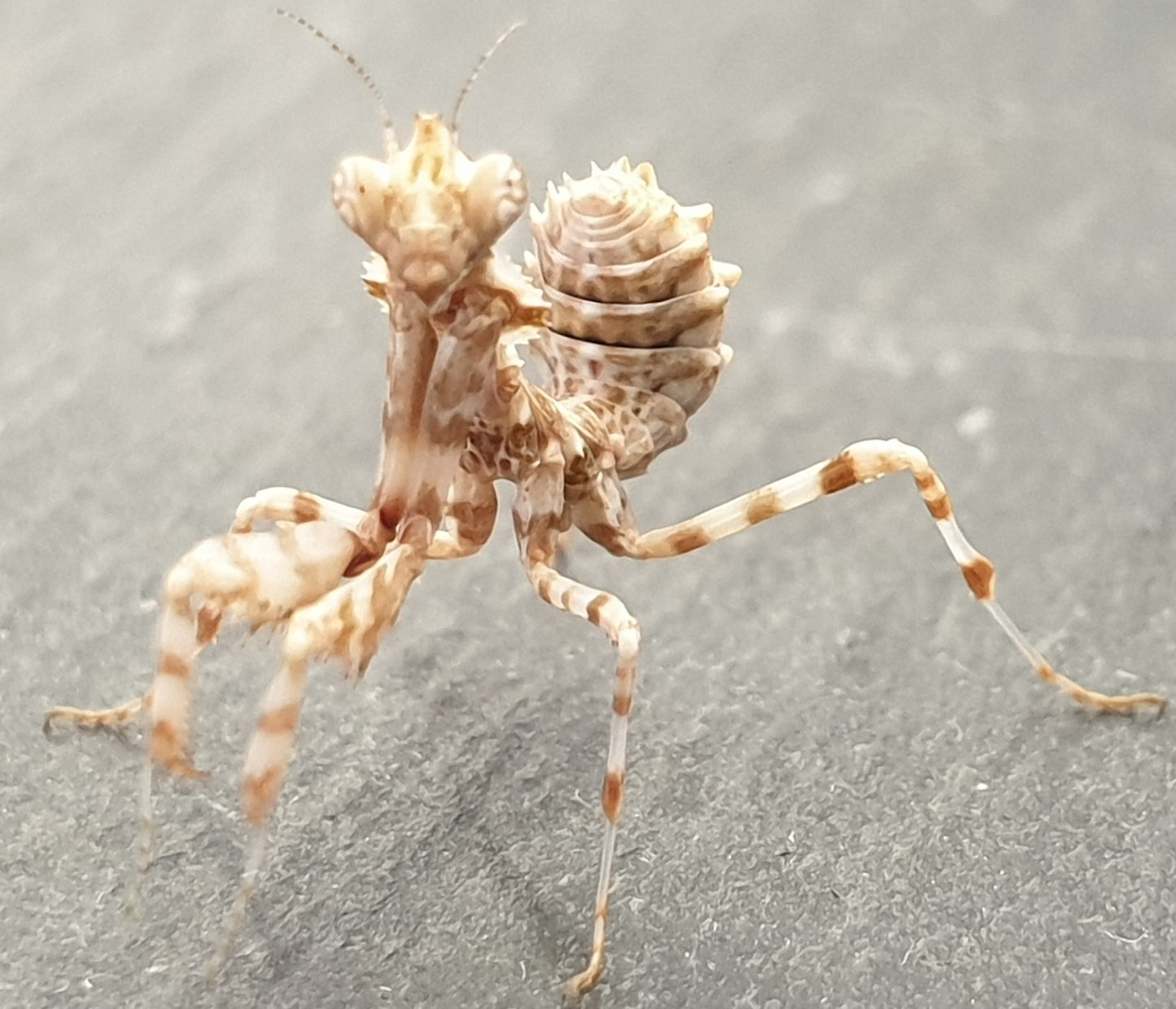 Blepharopsis mendica - Thistle mantis