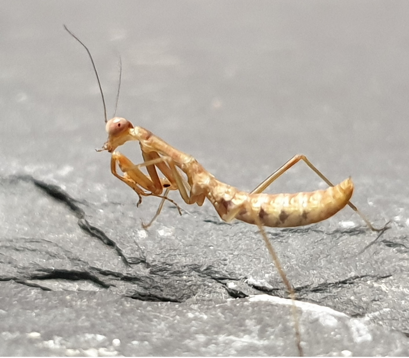 Hierodula majuscula - Giant Rainforest Mantis