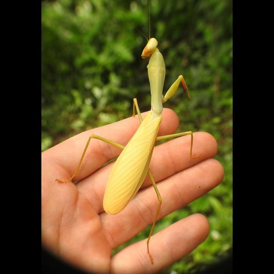 Hierodula venosa - Golden-armed Mantis
