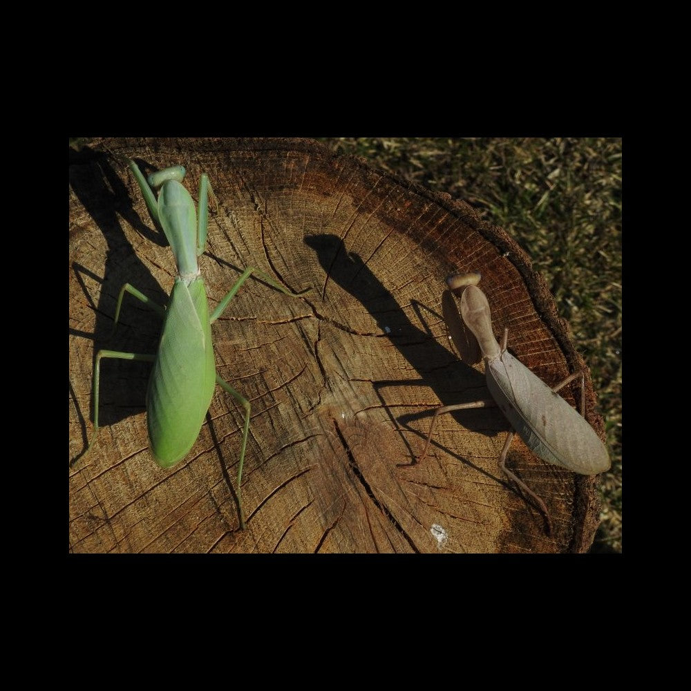 Rhombodera megaera - Giant Thai Shield Mantis