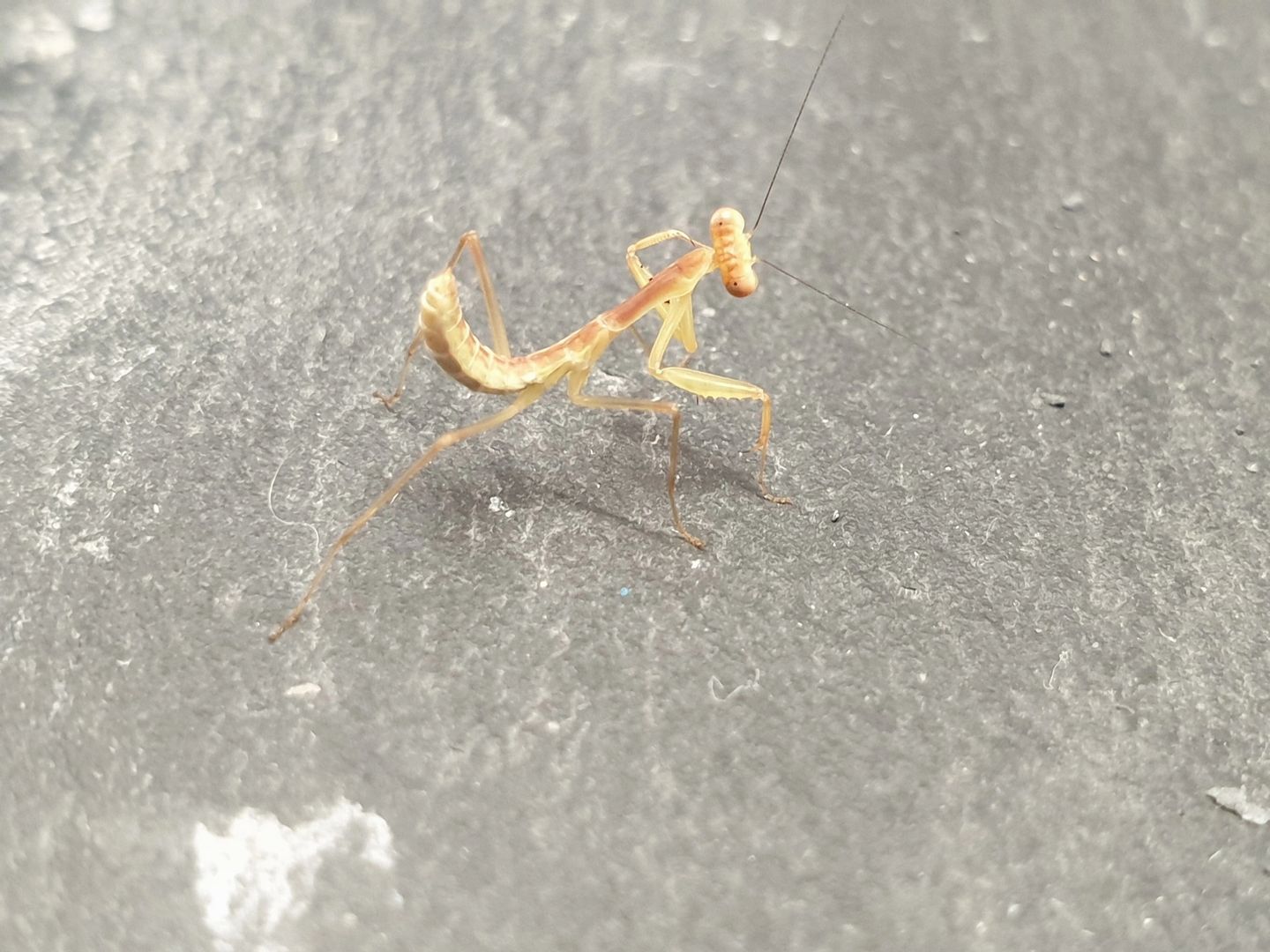 Rhombodera megaera - Giant Thai Shield Mantis