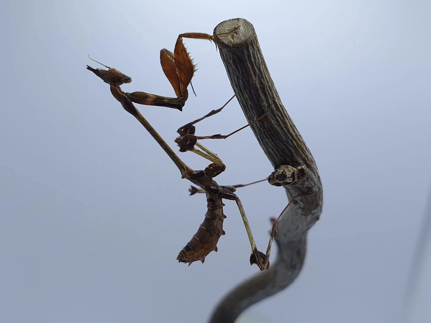 Gongylus gongylodes - wandering violin mantis
