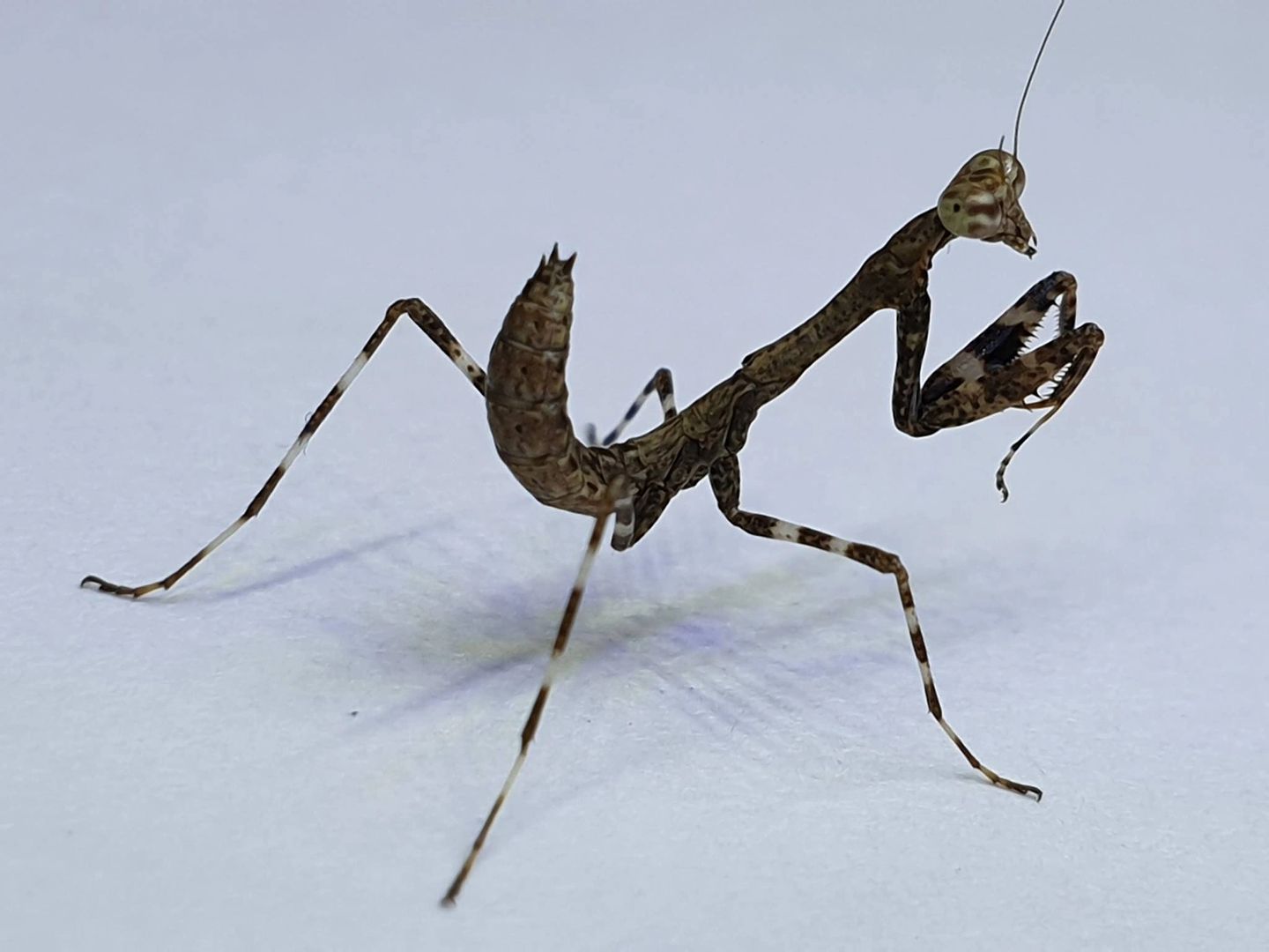Deroplatys lobata - Dead leaf mantis