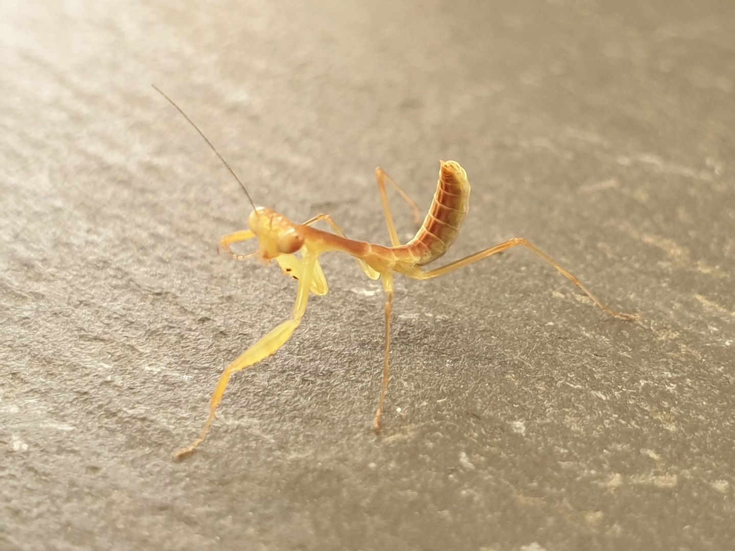 Rhombodera megaera - Giant Thai Shield Mantis