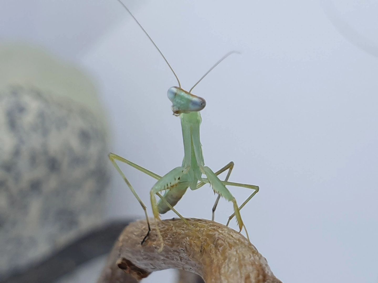 Polyspilota aeruginosa - Madagascan marbled mantis