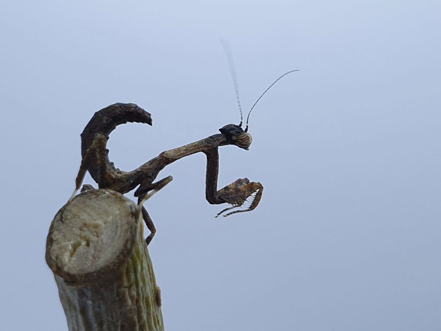 Popa spurca - African twig mantis