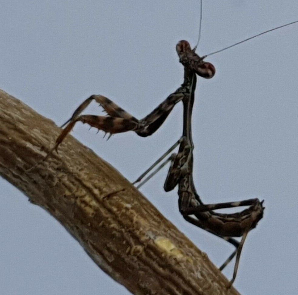 Parasphendale affinis - Budwing mantis