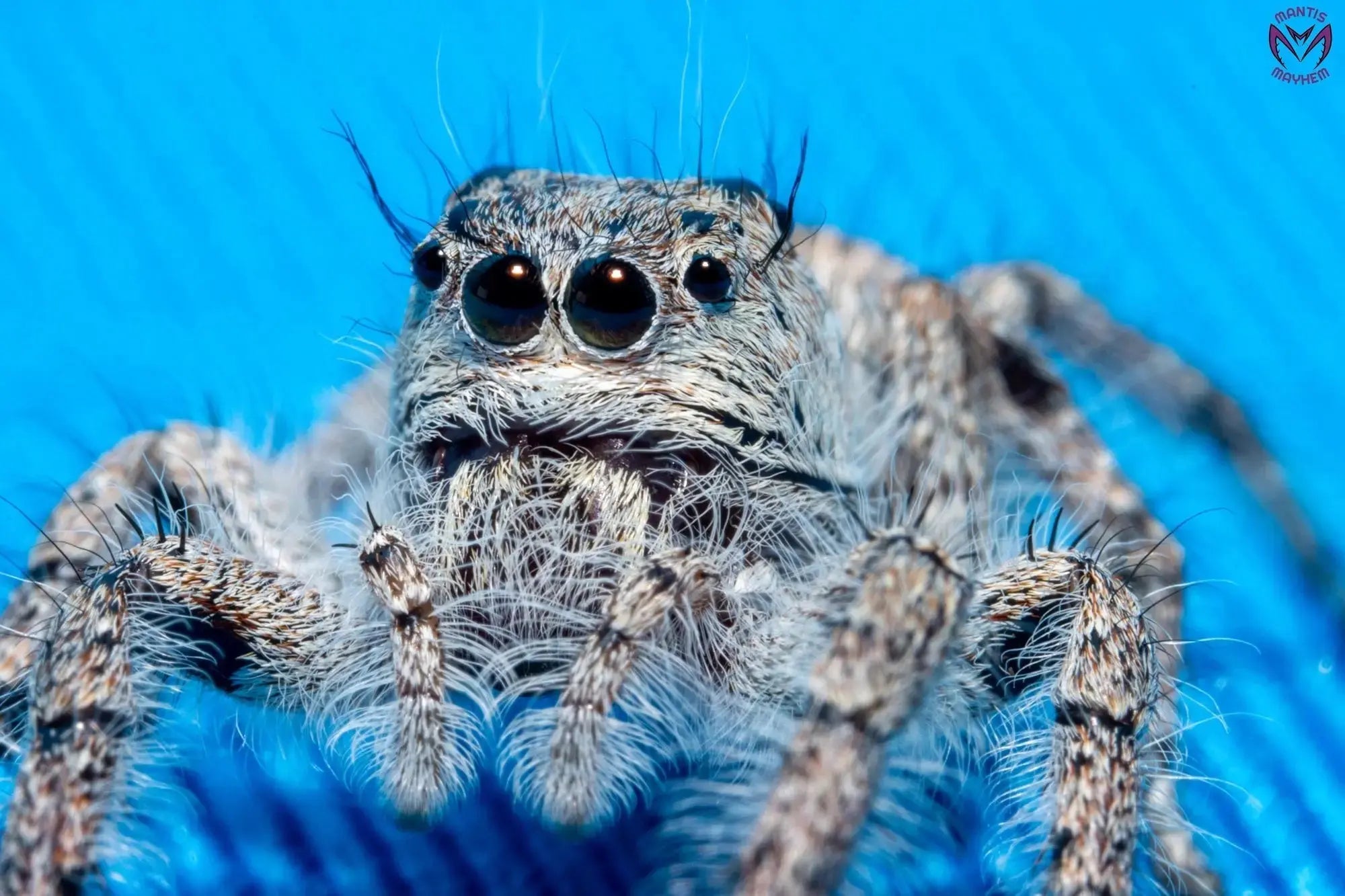 Jumping Spider Collection Jumping Spiders - Arachnids - Mantis Mayhem