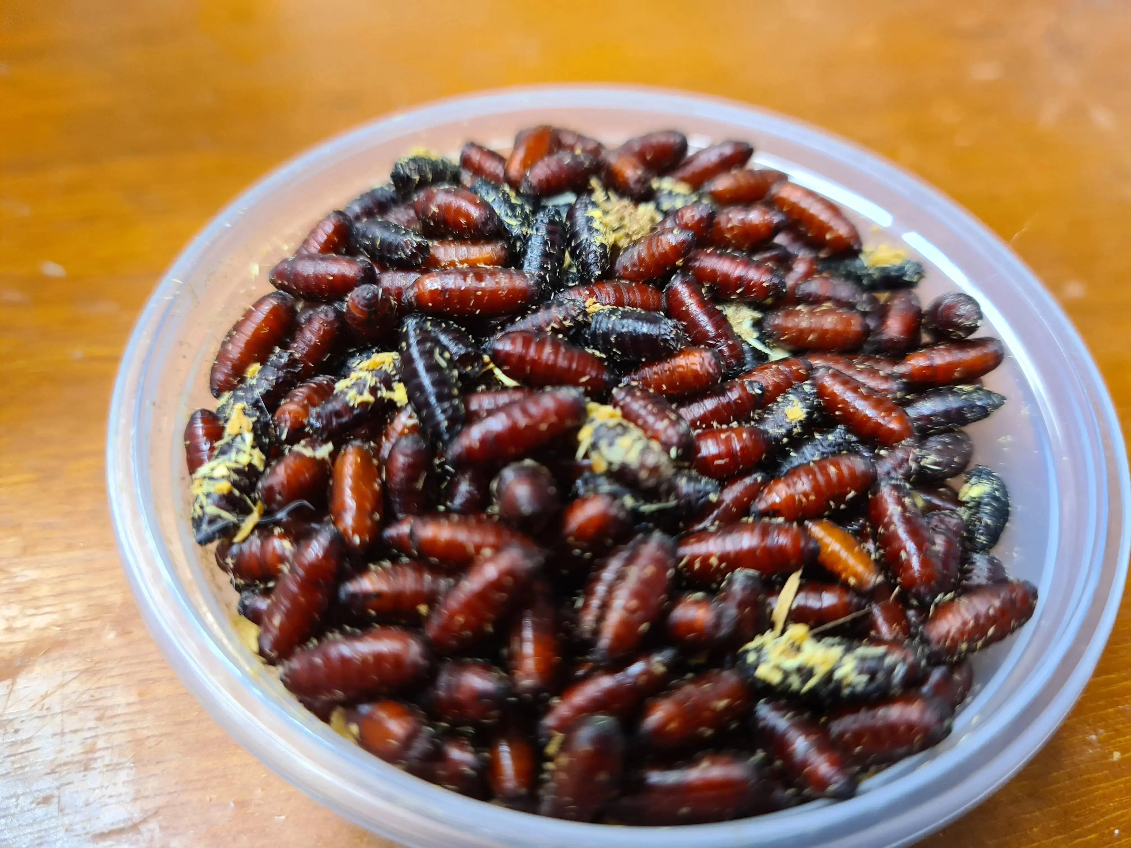 Live Foods - Mantis Mayhem