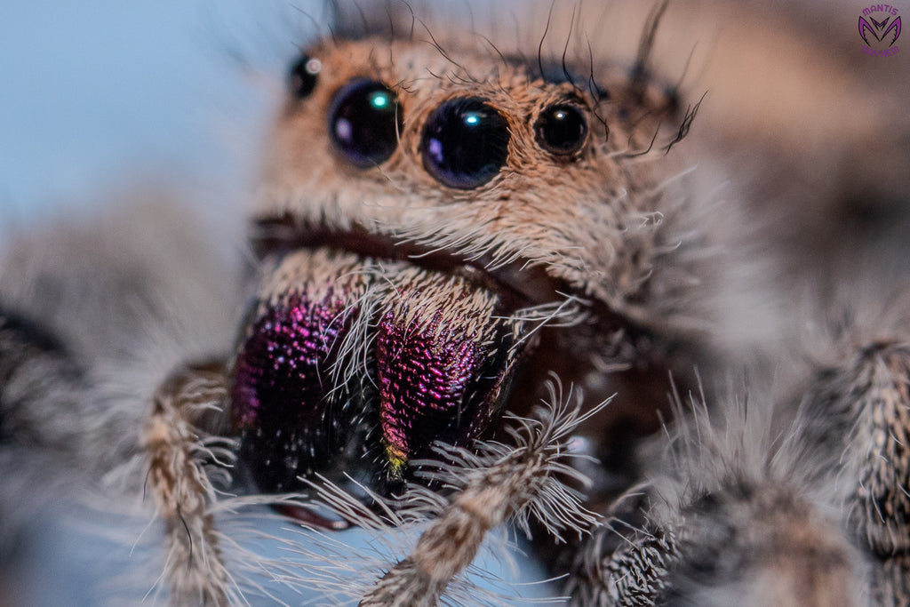 Phidippus regius Apalachicola