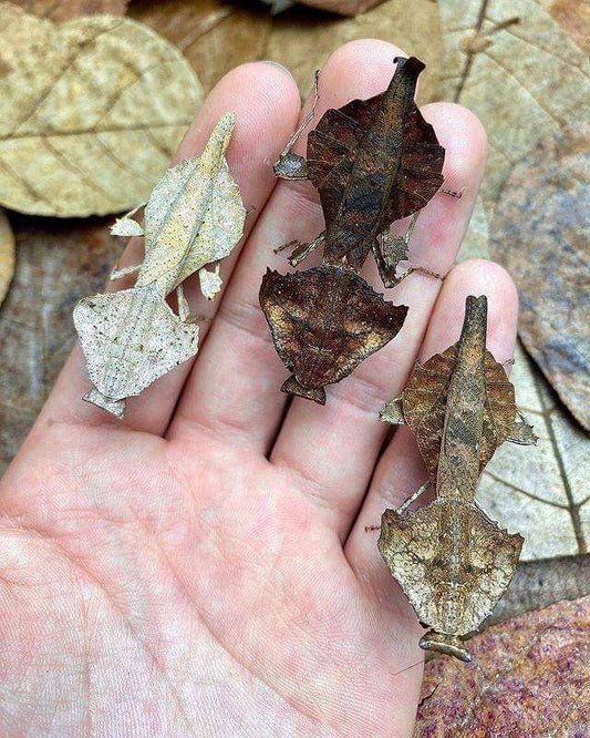 Brancsikia freyi - Madagascan Dead Leaf