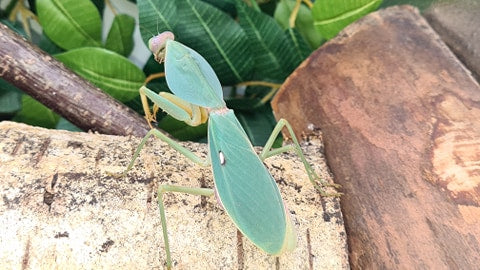 Rhombodera valida - Giant shield mantis